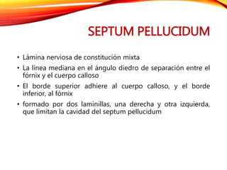 SEPTUM PELLUCIDUM
• Lámina nerviosa de constitución mixta
• La línea mediana en el ángulo diedro de separación entre el
fórnix y el cuerpo calloso
• El borde superior adhiere al cuerpo calloso, y el borde
inferior, al fórnix
• formado por dos laminillas, una derecha y otra izquierda,
que limitan la cavidad del septum pellucidum
 