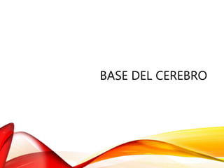 BASE DEL CEREBRO
 