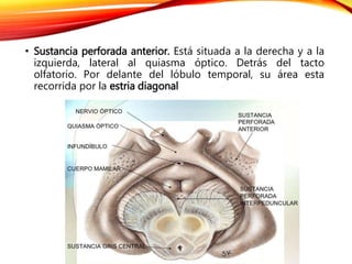 • Sustancia perforada anterior. Está situada a la derecha y a la
izquierda, lateral al quiasma óptico. Detrás del tacto
olfatorio. Por delante del lóbulo temporal, su área esta
recorrida por la estria diagonal
 