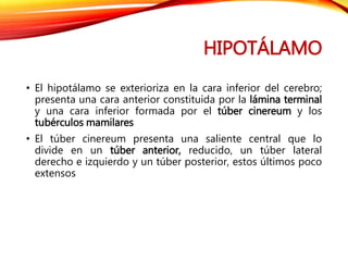 HIPOTÁLAMO
• El hipotálamo se exterioriza en la cara inferior del cerebro;
presenta una cara anterior constituida por la lámina terminal
y una cara inferior formada por el túber cinereum y los
tubérculos mamilares
• El túber cinereum presenta una saliente central que lo
divide en un túber anterior, reducido, un túber lateral
derecho e izquierdo y un túber posterior, estos últimos poco
extensos
 