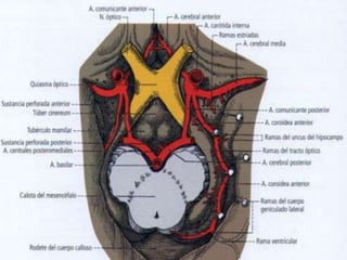 Anatomía Descriptiva: Generalidades del Encéfalo 