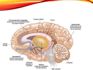 Anatomía Descriptiva: Generalidades del Encéfalo 