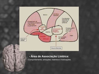 - Área de Associação Límbica:
- Comportamento; emoções; instintos e motivações.
 