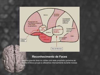 Reconhecimento de Faces
- Há uma grande área no córtex com este propósito (próxima ao
sistema límbico) já que a utilizamos intensamente durante nossas
vidas.
 