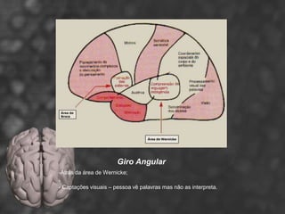 Giro Angular
-Atrás da área de Wernicke;
-
- Captações visuais – pessoa vê palavras mas não as interpreta.
 