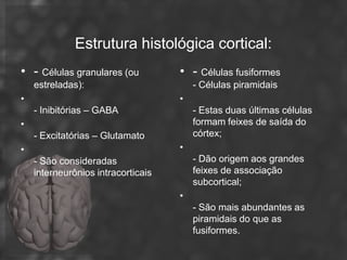 Estrutura histológica cortical:
• - Células granulares (ou          • - Células fusiformes
    estreladas):                        - Células piramidais
•                                   •
    - Inibitórias – GABA                - Estas duas últimas células
•                                       formam feixes de saída do
    - Excitatórias – Glutamato          córtex;
•                                   •
    - São consideradas                  - Dão origem aos grandes
    interneurônios intracorticais       feixes de associação
                                        subcortical;
                                    •
                                        - São mais abundantes as
                                        piramidais do que as
                                        fusiformes.
 