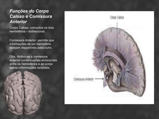 Funções do Corpo
Caloso e Comissura
Anterior
Corpo Caloso: comunica os dois
hemisférios – bidirecional.

Comissura Anterior: permite que
informações de um hemisfério
estejam disponíveis para outro.

Obs. Atribui-se a comissura
anterior comunicações emocionais
entre os hemisférios e ao corpo
caloso informações racionais.
 