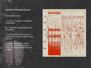 Estrutura histológica cortical:


Camadas corticais:

I, II e III – Funções de associação
intracortical;

IV – Sinais de entrada específicos
sensoriais;

V – Fibras grandes que saem do
córtex para o tronco cerebral e para
medula.

V – Sinais de saída do córtex.
VIa e VIb – Sinais de saída do
córtex, mais especificamente para
o tálamo.
 