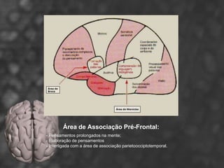Área de Associação Pré-Frontal:
- Pensamentos prolongados na mente;
- Elaboração de pensamentos
- Interligada com a área de associação parietoocciptotemporal.
 