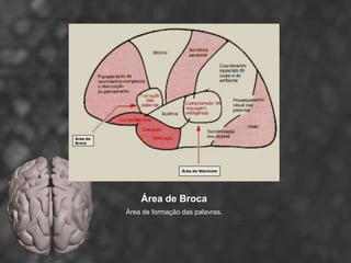 Área de Broca
Área de formação das palavras.
 
