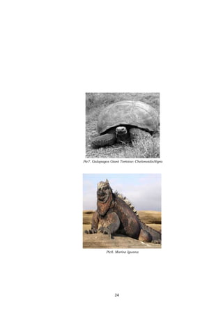 Pic7. Galapagos Giant Tortoise: ChelonoidisNigra

Pic8. Marine Iguana

24

 