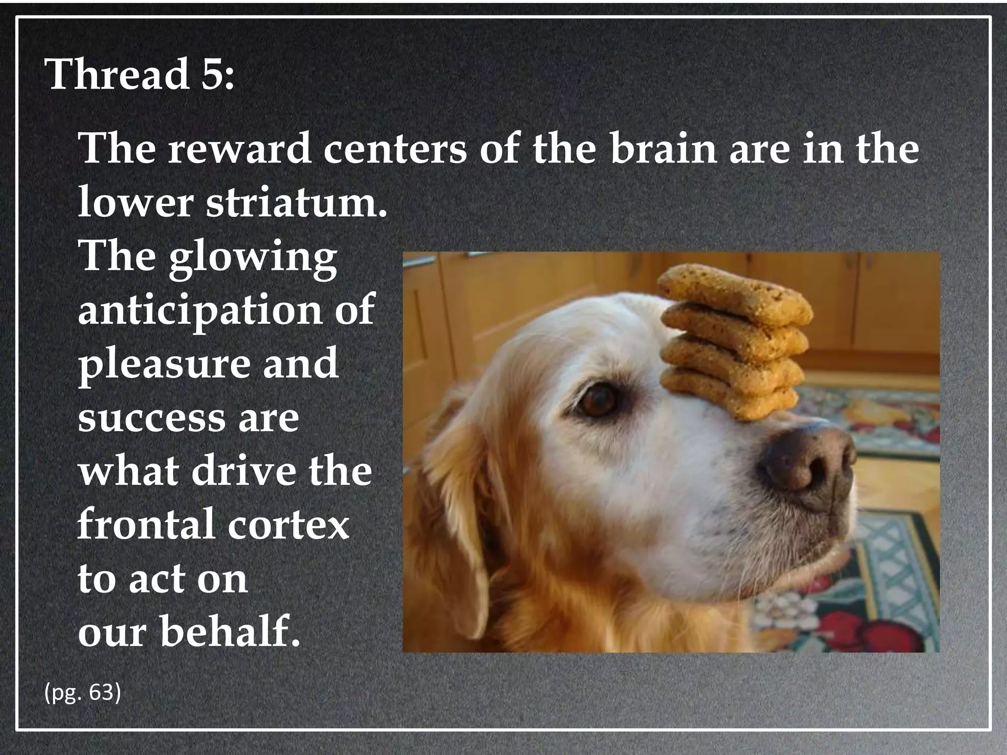 Thread 5:
The reward centers of the brain are in the
lower striatum.
The glowing
anticipation of
pleasure and
success are
what drive the
frontal cortex
to act on
our behalf.
(pg. 63)
 