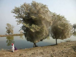 Em visita a Santa Catarina, Dilma entrega casas aos desabrigados das enchentes em BlumenauDois anos e meio depois das chuvas que desabrigaram 5.000 famílias em Blumenau, a presidente Dilma Rousseff entrega as chaves de 580 casas do Programa Minha Casa, Minha Vida. Dos 580 apartamentos entregues, 200 são para famílias que perderam as casas durante a enxurrada ocorrida no estado em 2008. 09/06/2011