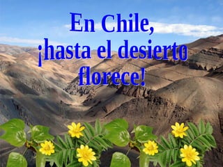 En Chile, ¡hasta el desierto florece! 
