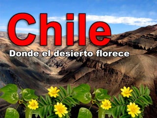 Chile
Donde el desierto florece
 