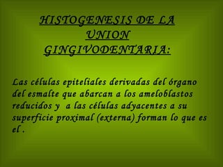 Las células epiteliales derivadas del órgano del esmalte que abarcan a los ameloblastos reducidos y  a las células adyacentes a su superficie proximal (externa) forman lo que es el . HISTOGENESIS DE LA UNION GINGIVODENTARIA: 