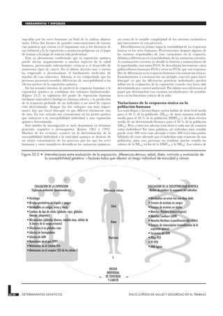 ingeridas por los seres humanos (al final de la cadena alimen-
taria). Otras dos fuentes de grandes concentraciones de sustan-
cias químicas que entran en el organismo son a) los fármacos de
uso habitual y b) la exposición a sustancias peligrosas en el lugar
de trabajo a lo largo de toda la vida profesional.
Está ya plenamente confirmado que la exposición química
puede afectar negativamente a muchos aspectos de la salud
humana, provocando enfermedades crónicas y el desarrollo de
numerosos tipos de cáncer. En el último decenio más o menos
ha empezado a desentrañarse el fundamento molecular de
muchas de esas relaciones. Además, se ha comprobado que las
personas presentan notables diferencias de susceptibilidad a los
efectos nocivos de la exposición química.
En los actuales intentos de predecir la respuesta humana a la
exposición química se combinan dos enfoques fundamentales
(Figura 33.2): la vigilancia del grado de exposición humana
mediante marcadores biológicos (biomarcadores) y la predicción
de la respuesta probable de un individuo a un nivel de exposi-
ción determinado. Aunque los dos enfoques son muy impor-
tantes, hay que hacer hincapié en que difieren claramente uno
de otro. En este artículo nos centraremos en los factores genéticos
que subyacen a la susceptibilidad individual a una exposición
química determinada.
Este ámbito de investigación se suele denominar en términos
generales ecogenética o farmacogenética (Kalow 1962 y 1992).
Muchos de los recientes avances en la determinación de la
susceptibilidad individual a la toxicidad química se derivan de
un mejor conocimiento de los procesos por los que los seres
humanos y otros mamíferos detoxifican las sustancias químicas,
así como de la notable complejidad de los sistemas enzimáticos
que intervienen en esos procesos.
Describiremos en primer lugar la variabilidad de las respuestas
tóxicas en los seres humanos. Presentaremos después algunas de
las enzimas responsables de esas variaciones en la respuesta,
debidas a diferencias en el metabolismo de las sustancias extrañas.
A continuación veremos en detalle la historia y nomenclatura de
la superfamilia citocromo P450. Se describirán brevemente cinco
polimorfismos humanos P450 y otros no P450, que son responsa-
bles de diferencias en la respuesta humana a las sustancias tóxicas.
Examinaremos a continuación un ejemplo concreto para hacer
hincapié en que las diferencias genéticas individuales pueden
influir en la evaluación de la exposición cuando ésta haya sido
determinada por control ambiental. Por último nos referiremos al
papel que desempeñan esas enzimas metabolizantes de xenobió-
ticos en las funciones críticas de la vida.
Variaciones de la respuesta tóxica en la
población humana
Los toxicólogos y farmacólogos suelen hablar de dosis letal media
para el 50 % de la población (DL50), de dosis máxima tolerable
media para el 50 % de la población (DMT50) y de dosis efectiva
media de un determinado fármaco para el 50 % de la población
(DE50). Pero ¿cómo nos afectan estas dosis a cada uno de nosotros
como individuos? En otras palabras, un individuo muy sensible
puede verse 500 veces más afectado o tener 500 veces más proba-
bilidades de verse afectado que el individuo más resistente de una
población; para esas personas no tendrían mucho sentido los
valores de la DL50 (ni los de la DMT50 y la DE50). Los valores de
33.22 DETERMINANTES GENETICOS ENCICLOPEDIA DE SALUD Y SEGURIDAD EN EL TRABAJO
HERRAMIENTAS Y ENFOQUES
Diferencias étnicas
Edad
Dieta
Nutrición
EVALUACION DE LA EXPOSICION
Vigilancia ambiental (biomarcadores)
EVALUACION DE LA SUSCEPTIBILIDAD GENETICA
Medios de predecir la respuesta del individuo
RIESGO
INDIVIDUAL
DE TOXICIDAD
Y CANCER
• Histología
• Niveles enzimáticos en hígado y sangre
• Metabolitos en sangre, orina y heces
• Cambios de tipo de célula (glóbulos rojos, glóbulos
blancos, plaquetas)
• Micronúcleos (glóbulos blancos, médula ósea, células de
la boca y de la vejiga urinaria)
• Glicoforina A en glóbulos rojos
• Aductos de hemoglobina
• Aductos de ADN
• Mutaciones en el gen HPRT
• Mutaciones en el sistema HLA
• Mutaciones en el receptor CD3 de las células T
• Metabolitos en orina tras una dosis dada
• Ensayos de enzimas en sangre
• Ensayos de enzimas en tejidos
• Manchas Western (inmunológicas)
• Manchas Southern (ADN)
• Manchas Northern (cuantificación del ARNm)
• Ensayos de transcripción (cuantificación de la
expresión génica)
• Secuencia del ADN
• Oligo-PCR
• RT-PCR
• ADN-ligasa
Figura 33.2 • Interrelaciones entre evaluación de la exposición, diferencias étnicas, edad, dieta, nutrición y evaluación de
la susceptibilidad genética —factores todos que afectan al riesgo individual de toxicidad y cáncer.
 