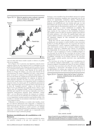 estas tres dosis sólo tienen sentido cuando se refieren a la pobla-
ción en su conjunto.
En la Figura 33.3 se presenta una hipotética relación dosis-
respuesta respecto de una respuesta tóxica en individuos de una
población determinada. Este diagrama genérico podría referirse
a un carcinoma broncogénico en respuesta al número de cigarri-
llos fumados, a un cloracne como función de los niveles de
dioxina en el lugar de trabajo, a un asma como función de las
concentraciones de ozono o aldehído en el aire, a unas quema-
duras en la piel en respuesta a la radiación ultravioleta, a un
descenso del tiempo de coagulación por ingestión de aspirina o a
unos trastornos gastrointestinales en respuesta al número de
chiles jalapeños ingeridos. En todos esos casos, generalmente se
observa que cuanto mayor es la exposición mayor es también la
respuesta tóxica. La mayor parte de la población presentará la
media y desviación típica de la respuesta tóxica como función de
la dosis. El “marginal resistente” (abajo a la derecha en la
Figura 33.3) es un individuo que responde menos a dosis o expo-
siciones altas. El “marginal sensible” (arriba a la izquierda) es un
individuo que responde de una manera exagerada a una dosis o
exposición relativamente pequeña. Estos individuos “margi-
nales”, con sus diferencias extremas de respuesta en compara-
ción con la mayoría de los individuos de la población, presentan
a veces importantes variantes genéticas que pueden ayudar a los
científicos a entender los mecanismos moleculares que subyacen
a una respuesta tóxica.
Utilizando a esos individuos en estudios sobre familias, cientí-
ficos de diversos laboratorios han empezado a comprobar la
importancia que tiene la herencia mendeliana en una respuesta
tóxica determinada. Después se puede recurrir a la biología
molecular y a los estudios genéticos para delimitar el mecanismo
subyacente a nivel genético (genotipo) que es responsable de la
enfermedad de origen ambiental (fenotipo).
Enzimas metabolizantes de xenobióticos o de
fármacos
¿Cómo responde el organismo a la enorme cantidad de sustan-
cias químicas exógenas a las que está expuesto? Los seres
humanos y otros mamíferos han desarrollado sistemas de enzimas
metabólicas sumamente complejos, que comprenden más de una
docena de superfamilias enzimáticas distintas. Prácticamente
todas las sustancias químicas a las que están expuestos los seres
humanos son modificadas por esas enzimas para que sea más
fácil eliminar del cuerpo la sustancia extraña. Se suele agrupar a
esas enzimas bajo las denominaciones genéricas de enzimas meta-
bolizantes de fármacos y enzimas metabolizantes de xenobióticos. En
realidad ambas expresiones son poco apropiadas. En primer
lugar, muchas de esas enzimas no sólo metabolizan fármacos,
sino también cientos de miles de sustancias químicas procedentes
del medio ambiente y de la dieta. En segundo lugar, todas esas
enzimas utilizan asimismo, como sustratos, compuestos normales
del organismo; ninguna de ellas metaboliza sólo sustancias
químicas extrañas.
Desde hace más de cuatro décadas, los procesos metabólicos
mediados por esas enzimas se suelen clasificar como reacciones
de Fase I o de Fase II (Figura 33.4). Las reacciones de la Fase I
(“funcionalización”) suelen comportar modificaciones estructu-
rales relativamente menores de la sustancia original mediante
oxidación, reducción o hidrólisis para obtener un metabolito
más hidrosoluble. Es frecuente que las reacciones de la Fase I
“den pie” a que el compuesto se vuelva a modificar después en
las reacciones de la Fase II. Las reacciones de la Fase I están
mediadas básicamente por una superfamilia de enzimas de gran
versatilidad, conocidas con el término colectivo de citocromo
P450, aunque también pueden intervenir otras superfamilias
(Figura 33.5).
Las reacciones de la Fase II comportan el acoplamiento de
una molécula endógena hidrosoluble y una sustancia química
(sustancia original o metabolito de la Fase I) con miras a facilitar
la excreción. Las reacciones de la Fase II suelen calificarse de
“conjugación” o “derivación”. El nombre con que se conoce a
las superfamilias de enzimas que catalizan las reacciones de la
Fase II suele derivarse del radical endógeno que participa en la
ENCICLOPEDIA DE SALUD Y SEGURIDAD EN EL TRABAJO 33.23 DETERMINANTES GENETICOS 33.23
HERRAMIENTAS Y ENFOQUES
33.
TOXICOLOGIA
Respuesta
tóxica
Dosis
Resistente
Sensible
1
2
3
5
6
8
9
10
7
4
Desviación típica
Figura 33.3 • Relación genérica entre cualquier respuesta
tóxica y la dosis de cualquier agente
químico o físico ambiental.
FASE I FASE II
Cáncer, mutación, toxicidad
Productos intermedios
oxigenados
Productos
inocuos
conjugados
Fármacos, alimentos
Aunque en la mayoría de los casos el resultado final es la detoxicación, hay algunos compuestos
originales inertes que son potenciados por enzimas en el metabolismo de la Fase I, con lo que se
reactivan productos intermedios que intervienen en la carcinogénesis, la mutagénesis y la toxicidad.
Figura 33.4 • Expresión clásica de las Fases I y II de las
enzimas metabolizantes de xenobióticos o
de fármacos .
 
