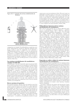 conjugación: por ejemplo, N-acetiltransferasas cuando hay aceti-
lación, sulfotransferasas cunado hay sulfatación, glutatión trans-
ferasas cuando se trata de conjugación con el glutatión y
UDP-glucuroniltransferasas cuando se trata de glucuronación
(Figura 33.5). Aunque el principal órgano del metabolismo de
los fármacos es el hígado, algunas enzimas metabolizantes de
fármacos se encuentran con niveles bastante altos en el tracto
gastrointestinal, las gónadas, el pulmón, el cerebro y el riñón, y
enzimas de ese tipo están sin duda presentes en cierto modo en
todas las células vivas.
Las enzimas metabolizantes de xenobióticos:
espadas de doble filo
A medida que se han ido conociendo mejor los procesos bioló-
gicos y químicos que provocan las anomalías de la salud humana
se ha ido poniendo cada vez más de manifiesto que las enzimas
metabolizantes de xenobióticos funcionan de una manera ambi-
valente (Figura 33.4). En la mayoría de los casos, las sustancias
liposolubles se convierten en metabolitos hidrosolubles, más
fáciles de excretar. Se ha comprobado, sin embargo, que en
muchas ocasiones las mismas enzimas son capaces de transformar
otras sustancias inertes en moléculas sumamente reactivas. Esos
productos intermedios pueden interactuar después con macromo-
léculas celulares como las proteínas y el ADN. Así pues, en todas
las sustancias químicas a las que están expuestos los seres
humanos puede darse una competencia entre la ruta de activación
metabólica y la de detoxificación.
Breves nociones de genética
En la genética humana, cada gen (locus) está situado en uno de los
23 pares de cromosomas. Los dos alelos (uno en cada cromosoma
del par) pueden ser iguales, pero pueden ser también diferentes.
Por ejemplo, los alelos B y b, en los que B (ojos marrones) es
dominante sobre b (ojos azules): los individuos del fenotipo de
ojos marrones pueden tener el genotipo BB o el Bb, mientras que
los del fenotipo de ojos azules sólo pueden tener el genotipo bb.
Se habla de polimorfismo cuando dos o más fenotipos heredados
de manera estable (rasgos) —derivados del mismo gen o los
mismos genes— se mantienen en la población, muchas veces por
razones que no son necesariamente obvias. Para que un gen sea
polimórfico el producto génico no tiene que ser esencial para el
desarrollo, el vigor reproductivo u otro proceso vital crítico. De
hecho, se suele hablar de “polimorfismo equilibrado”, en el que
los heterozigotos tienen una clara ventaja de supervivencia sobre
los homozigotos (por ejemplo, resistencia a la malaria frente a
hemoglobina falciforme), para explicar el mantenimiento de un
alelo en la población con unas frecuencias altas para las que no
se conoce ninguna otra razón (González y Nebert 1990).
Polimorfismos humanos de las enzimas
metabolizantes de xenobióticos
Hace más de cuatro decenios que se conocen diferencias gené-
ticas en el metabolismo de diversos fármacos y sustancias
químicas ambientales (Kalow 1962 y 1992). Esas diferencias
suelen denominarse polimorfismos farmacogenéticos o, en un sentido
más amplio, ecogenéticos. Estos polimorfismos consisten en
variantes alélicas que se dan con una frecuencia relativamente
alta en la población y están generalmente asociadas a aberra-
ciones en la expresión o función enzimática. Antes los polimor-
fismos solían identificarse cuando se obtenían respuestas
inesperadas a agentes terapéuticos. Más recientemente, la tecno-
logía de recombinación del ADN ha permitido a los científicos
identificar con precisión las alteraciones en los genes que son
responsables de algunos de esos polimorfismos. Se han caracteri-
zado así polimorfismos en muchas enzimas metabolizantes de
fármacos —tanto de la Fase I como de la Fase II. A medida que
se van identificando cada vez más polimorfismos se está compro-
bando con creciente certeza que cada individuo puede poseer su
propio bagaje de enzimas metabolizantes de fármacos. Esa diver-
sidad podría calificarse de “huella dactilar metabólica”. Es la
compleja interacción de las diversas superfamilias de enzimas
metabolizantes de fármacos en un individuo cualquiera lo que en
última instancia determinará su respuesta particular a una deter-
minada sustancia química (Kalow 1962 y 1992; Nebert 1988;
González y Nebert 1990; Nebert y Weber 1990).
Expresión en cultivo celular de enzimas humanas
metabolizantes de xenobióticos
¿Cómo podemos mejorar la predicción de las respuestas tóxicas
humanas a las sustancias químicas? Los avances en la definición de
la multiplicidad de enzimas metabolizantes de fármacos han de ir
acompañados de un conocimiento preciso de qué enzimas deter-
minan el destino metabólico de las distintas sustancias. Datos deri-
vados de estudios de laboratorio con roedores han proporcionado
sin duda una información útil. No obstante, las notables diferen-
cias que presentan las enzimas metabolizantes de xenobióticos
entre unas especies y otras obligan a ser prudentes a la hora de
extrapolar los datos a las poblaciones humanas. Para resolver ese
problema, muchos laboratorios han desarrollado sistemas con los
que se pueden elaborar en cultivo diversas líneas celulares que
producen enzimas humanas funcionales estables y en altas concen-
traciones (González, Crespi y Gelboin 1991). Se ha conseguido así
producir satisfactoriamente enzimas humanas en diversas líneas
celulares procedentes de fuentes como bacterias, levaduras,
insectos y mamíferos.
Con miras a definir de una manera aún más precisa el meta-
bolismo de las sustancias químicas se ha conseguido producir
también múltiples enzimas en una única línea celular (González,
Crespi y Gelboin 1991). Esas líneas celulares aportan una infor-
mación valiosa sobre las enzimas concretas que intervienen en la
metabolización de un determinado compuesto y de sus metabo-
litos probablemente tóxicos. Combinándolos después con los
conocimientos relativos a la presencia y nivel de una enzima en
los tejidos humanos, esos datos deben ser de gran utilidad para
predecir la respuesta.
33.24 DETERMINANTES GENETICOS ENCICLOPEDIA DE SALUD Y SEGURIDAD EN EL TRABAJO
HERRAMIENTAS Y ENFOQUES
• Citocromos P450
• Monooxigenasas flavínicas
• Monoaminooxidasas
• UDP-glucuroniltransferasas
• Sulfotransferasas
• Glutatión S-transferasas
• Aldehído deshidrogenasas
• Alcohol deshidrogenasas
• N-acetiltransferasas
• Quinona reductasas
• Aldocetorreductasas
• Diversas metiltransferasas, transaminasas,
glicosilasas, hidrolasas y esterasas
Figura 33.5 • Ejemplos de enzimas metabolizantes de
fármacos.
 