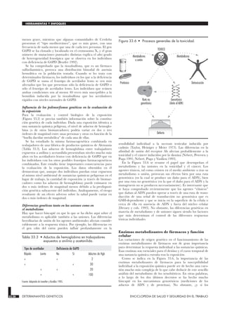 menos grave, mientras que algunas comunidades de Cerdeña
presentan el “tipo mediterráneo”, que es más grave, con una
frecuencia de nada menos que una de cada tres personas. El gen
G6PD se ha clonado y localizado en el cromosoma X, y el gran
número de mutaciones puntuales distintas explica el alto grado
de heterogeneidad fenotípica que se observa en los individuos
con deficiencia de G6PD (Beutler 1992).
Se ha comprobado que la tiozalsulfona, que es un fármaco
sulfarilamínico, provoca una distribución bimodal de anemia
hemolítica en la población tratada. Cuando se les trata con
determinados fármacos, los individuos en los que a la deficiencia
de G6PD se suma el fenotipo de acetilador lento se ven más
afectados que los que presentan sólo la deficiencia de G6PD o
sólo el fenotipo de acetilador lento. Los individuos que reúnen
ambas condiciones son al menos 40 veces más susceptibles a la
hemólisis inducida por la tiozalsulfona que los acetiladores
rápidos con niveles normales de G6PD.
Influencia de los polimorfismos genéticos en la evaluación de
la exposición
Para la evaluación y control biológico de la exposición
(Figura 33.2) se precisa también información sobre la constitu-
ción genética de cada individuo. Dada una exposición idéntica a
una sustancia química peligrosa, el nivel de aductos de hemoglo-
bina (o de otros biomarcadores) podría variar en dos o tres
órdenes de magnitud entre unas personas y otras en función de la
“huella dactilar metabólica” de cada una de ellas.
Se ha estudiado la misma farmacogenética combinada en
trabajadores de una fábrica de productos químicos de Alemania
(Tabla 33.3). Los aductos de hemoglobina entre trabajadores
expuestos a anilina y acetanilida presentaban niveles mucho más
altos en los acetiladores lentos con deficiencia de G6PD que en
los individuos con los otros posibles fenotipos farmacogenéticos
combinados. Este estudio tiene importantes consecuencias para
la evaluación de la exposición. Los datos obtenidos en él
demuestran que, aunque dos individuos puedan estar expuestos
al mismo nivel ambiental de sustancias químicas peligrosas en el
lugar de trabajo, la cantidad de exposición (a través de biomar-
cadores como los aductos de hemoglobina) puede estimarse en
dos o más órdenes de magnitud menos debido a la predisposi-
ción genética subyacente del individuo. Análogamente, el riesgo
resultante de un efecto adverso sobre la salud puede variar en
dos o más órdenes de magnitud.
Diferencias genéticas tanto en las uniones como en
el metabolismo
Hay que hacer hincapié en que lo que se ha dicho aquí sobre el
metabolismo es aplicable también a las uniones. Las diferencias
hereditarias de unión de los agentes ambientales afectan conside-
rablemente a la respuesta tóxica. Por ejemplo, las diferencias en
el gen cdm del ratón pueden influir profundamente en la
sensibilidad individual a la necrosis testicular inducida por
cadmio (Taylor, Heiniger y Meier 1973). Las diferencias en la
afinidad de unión del receptor Ah afectan probablemente a la
toxicidad y el cáncer inducidos por la dioxina (Nebert, Petersen y
Puga 1991; Nebert, Puga y Vasiliou 1993).
En la Figura 33.6 se resume el papel que desempeñan el
metabolismo y las uniones en la toxicidad y el cáncer. Los
agentes tóxicos, tal como existen en el medio ambiente o tras su
metabolismo o unión, provocan sus efectos bien por una ruta
genotóxica (en la cual se produce un daño para el ADN), bien
por una ruta no genotóxica (en la que el daño para el ADN y la
mutagénesis no se producen necesariamente). Es interesante que
se haya comprobado recientemente que los agentes “clásicos”
que dañan al ADN pueden operar a través de una ruta de trans-
ducción de una señal de transducción no genotóxica que es
GSH-dependiente y que se inicia en la superficie de la célula o
cerca de ella en ausencia de ADN y fuera del núcleo celular
(Devary y cols. 1993). No obstante, las diferencias genéticas en
materia de metabolismo y de uniones siguen siendo los factores
que más determinan el control de las diferentes respuestas
tóxicas individuales
Enzimas metabolizantes de fármacos y función
celular
Las variaciones de origen genético en el funcionamiento de las
enzimas metabolizantes de fármacos son de gran importancia
para determinar la respuesta individual a las sustancias químicas.
Esas enzimas son esenciales para el destino y el curso temporal de
una sustancia química extraña tras la exposición.
Como se indica en la Figura 33.6, la importancia de las
enzimas metabolizantes de fármacos para la susceptibilidad
individual a la exposición química puede ser de hecho una cues-
tión mucho más compleja de lo que cabe deducir de este sencillo
análisis del metabolismo de los xenobióticos. En otras palabras,
a lo largo de los dos últimos decenios se ha hecho mucho
hincapié en los mecanismos genotóxicos (mediciones de los
aductos de ADN y de proteínas). No obstante, ¿y si los
33.28 DETERMINANTES GENETICOS ENCICLOPEDIA DE SALUD Y SEGURIDAD EN EL TRABAJO
HERRAMIENTAS Y ENFOQUES
Tipo de acetilador Deficiencia de G6PD
Rápido Lento No Sí Aductos de Hgb
+ + 2
+ + 30
+ + 20
+ + 100
Fuente: Adaptado de Lewalter y Korallus 1985.
Tabla 33.3 • Aductos de hemoglobina en trabajadores
expuestos a anilina y acetanilida.
Metabolismo
o unión
Metabolismo
Protóxico Detoxicación
TOXICO
Genotóxico
(daño al ADN)
Ruta no
genotóxica
Defecto
Figura 33.6 • Procesos generales de la toxicidad.
 