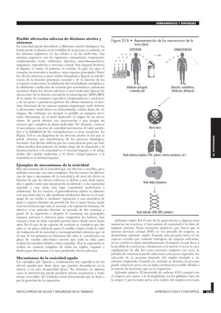 Posible afectación adversa de distintos niveles y
sistemas
La toxicidad puede describirse a diferentes niveles biológicos. La
lesión puede evaluarse en la totalidad de la persona (o animal), en
los sistemas orgánicos, en las células o en las moléculas. Los
sistemas orgánicos son los siguientes: inmunitario, respiratorio,
cardiovascular, renal, endocrino, digestivo, musculoesquelético,
sanguíneo, reproductivo y nervioso central. Son órganos decisivos
el hígado, el riñón, el pulmón, el cerebro, la piel, los ojos, el
corazón, los testículos u ovarios y otros órganos principales. Entre
los efectos adversos a nivel celular/bioquímico figuran la interfe-
rencia de la función proteínica normal y de la función de los
receptores endocrinos, la inhibición del metabolismo energético y
la inhibición o inducción de enzimas por xenobióticos (sustancias
extrañas). Entre los efectos adversos a nivel molecular figuran las
alteraciones de la función normal de la transcripción ADN-ARN,
de la unión de receptores específicos citoplasmáticos y nucleares,
y de los genes o productos génicos. En última instancia, el dete-
rioro funcional de un sistema orgánico importante suele deberse
a alteraciones moleculares en determinadas células diana de ese
órgano. Sin embargo, no siempre es posible, ni tampoco nece-
sario, determinar en el nivel molecular el origen de un meca-
nismo. Se puede diseñar una intervención y una terapia sin
conocer por completo la diana molecular. No obstante, conocer
el mecanismo concreto de toxicidad incrementa el valor predic-
tivo y la fiabilidad de las extrapolaciones a otras sustancias. La
Figura 33.8 es un diagrama de los diversos niveles en los que se
puede detectar una interferencia de los procesos fisiológicos
normales. Las flechas indican que las consecuencias para un indi-
viduo pueden determinarse de arriba abajo (de la exposición y la
farmacocinética a la toxicidad en el sistema/órgano) o de abajo
arriba (del cambio molecular y el efecto celular/químico a la
toxicidad en el sistema/órgano).
Ejemplos de mecanismos de la toxicidad
Hay mecanismos de la toxicidad que son directos y sencillos, pero
también otros que son muy complejos. Son frecuentes las diferen-
cias de tipo y mecanismo de la toxicidad y de nivel de efecto en
función de que los efectos adversos se deban a una dosis única,
alta y aguda (como una intoxicación accidental) o a la exposición
repetida a una dosis más baja (exposición profesional o
ambiental). En los ensayos, el procedimiento clásico es adminis-
trar una dosis única y alta mediante intubación directa en el estó-
mago de un roedor o mediante exposición a una atmósfera de
gases o vapores durante un período de dos a cuatro horas, según
cual sea la forma que más se asemeje a la exposición humana. Se
observa a los animales durante un período de dos semanas a
partir de la exposición y después se examinan sus principales
órganos externos e internos para comprobar las lesiones. Los
ensayos a base de dosis repetidas pueden durar desde meses hasta
años. En el caso de las especies de roedores se considera que dos
años es un plazo suficiente para el estudio crónico (toda la vida)
de evaluación de la toxicidad y carcinogenicidad, mientras que en
el caso de los primates no humanos dos años se consideraría un
plazo de estudio subcrónico (menos que toda la vida) para
evaluar la toxicidad debida a dosis repetidas. Tras la exposición se
realiza un examen completo de todos los tejidos, órganos y
fluidos para determinar si se han producido efectos adversos.
Mecanismos de la toxicidad aguda
Los ejemplos que figuran a continuación son específicos de los
efectos agudos por dosis altas, que pueden desembocar en la
muerte o en una incapacidad grave. No obstante, en algunos
casos la intervención puede producir efectos transitorios y total-
mente reversibles. El resultado estará determinado por la dosis o
por la gravedad de la exposición.
Asfixiantes simples. En el caso de los gases inertes y algunas otras
sustancias no reactivas, el mecanismo de toxicidad es la falta de
oxígeno (anoxia). Estas sustancias químicas, que hacen que el
sistema nervioso central (SNC) se vea privado de oxígeno, se
denominan asfixiantes simples. Cuando una persona entra en un
espacio cerrado que contiene nitrógeno sin oxígeno suficiente,
en su cerebro se agota inmediatamente el oxígeno, lo que lleva a
la pérdida de conciencia y finalmente a la muerte si no se la saca
rápidamente de allí. En casos extremos (oxígeno casi cero), la
pérdida de conciencia puede sobrevenir a los pocos segundos. La
salvación de la persona depende del rápido traslado a un
entorno oxigenado. Cuando ese traslado se demora, la persona
puede sobrevivir pero con un daño cerebral irreversible debido a
la muerte de neuronas, que no se regeneran.
Asfixiantes químicos. El monóxido de carbono (CO) compite con
el oxígeno por unirse a la hemoglobina (en los glóbulos rojos de
la sangre) y por lo tanto priva a los tejidos del oxígeno necesario
ENCICLOPEDIA DE SALUD Y SEGURIDAD EN EL TRABAJO 33.31 INTRODUCCION Y CONCEPTOS 33.31
HERRAMIENTAS Y ENFOQUES
33.
TOXICOLOGIA
EXPOSICION FARMACOCINETICA
Efecto tóxico
Nivel sistémico/orgánico (SNC, pulmón, sistema reproductor, etc.)
Inhalación oral aguda
o reiterada, piel
Absorción, metabolismo,
distribución, eliminación
Nivel celular/bioquímico
Nivel molecular (ADN, ARN, proteínas)
Figura 33.8 • Representación de los mecanismos de la
toxicidad.
 