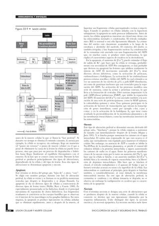 antes de la muerte celular lo que se llama la “fase preletal”. Si
durante ese tiempo se elimina el estímulo causante, la anoxia por
ejemplo, la célula se recupera; sin embargo, llega un momento
(el “punto sin retorno” o punto de muerte celular) en el que a
pesar de eliminarse la causa de la lesión la célula no puede recu-
perarse, sino que pasa por un proceso de degradación e hidró-
lisis hasta llegar finalmente al equilibrio físicoquímico con el
entorno. Es la fase que se conoce como necrosis. Durante la fase
preletal se producen principalmente dos tipos de alteraciones,
dependiendo de la célula y del tipo de lesión. Esos dos tipos de
alteraciones se denominan apoptosis y oncosis.
Apoptosis
Este término se deriva del griego apo, “lejos de”, y ptosis, “caer”.
Se eligió este nombre porque, durante este fase de alteración
preletal, la célula se retrae y se forman en su periferia numerosas
vesículas que después se desprenden y se alejan flotando. La
apoptosis se da en diversos tipos de células a consecuencia de
diversos tipos de lesión tóxica (Wyllie, Kerr y Currie 1980). Es
especialmente pronunciada en los linfocitos, donde es el principal
mecanismo de reposición de clones linfocíticos. Los fragmentos
resultantes se convierten en los cuerpos basófilos que se observan
en el interior de los macrófagos en los ganglios linfáticos. En otros
órganos, la apoptosis se produce típicamente en células aisladas
que se eliminan rápidamente, antes y después de la muerte, al
fagocitar sus fragmentos células parenquimales vecinas o macró-
fagos. Cuando se produce en células aisladas con la fagocitosis
subsiguiente, la apoptosis no suele provocar inflamación. Antes de
morir, las células apoptóticas muestran un citosol muy denso con
las mitocondrias normales o condensadas. El retículo endoplás-
mico (RE) es normal o está sólo ligeramente dilatado. La croma-
tina del núcleo está claramente acumulada a lo largo de la
envoltura y alrededor del nucleolo. El contorno del núcleo es
también irregular, y hay fragmentación nuclear. La condensación
de la cromatina está asociada con una fragmentación del ADN
que, en muchos casos, se produce entre nucleosomas, lo que
explica el característico aspecto de escalera en la electroforesis.
En la apoptosis, el aumento de [Ca2+]i puede estimular el flujo
de salida de K+, que hace que la célula se retraiga, probable-
mente con necesidad de ATP. Por consiguiente, es más probable
que deriven en apoptosis las lesiones que inhiben totalmente la
síntesis de ATP. El incremento sostenido del [Ca2+
]i tiene
diversos efectos deletéreos, como la activación de proteasas,
endonucleasas y fosfolipasas. La activación de las endonucleasas
provoca roturas sencillas y dobles del ADN, lo cual estimula a su
vez un aumento de los niveles de p53, y poli-ADP riboxilación,
así como de proteínas nucleares que son esenciales para la repa-
ración del ADN. La activación de las proteasas modifica una
serie de sustratos, como la actina y proteínas conexas, lo que
lleva a la formación de vesículas. Otro sustrato importante es la
poli (ADP-ribosa) polimerasa (PARP), que inhibe la reparación
del ADN. El aumento del [Ca2+]i está asociado también a la acti-
vación de una serie de protein-quinasas, como la MAP quinasa,
la calmodulina quinasa y otras. Esas quinasas participan en la
activación de factores de transcripción que inician la transcrip-
ción de genes inmediatos, como por ejemplo c-fos, c-jun y
c-myc, y en la activación de la fosfolipasa A2, que tiene como
resultado la permeabilización de la membrana plasmática y de
las membranas intracelulares, como las membranas interiores de
las mitocondrias.
Oncosis
Este tipo de alteración preletal se denominó oncosis, derivado del
griego onkos, “hincharse”, porque la célula empieza a aumentar
de tamaño casi inmediatamente después de la lesión (Majno y
Joris 1995). Y se hincha porque aumentan los cationes en el agua
intracelular. El catión más responsable de que esto ocurra es el
sodio, que normalmente está regulado para mantener el volumen
celular. Sin embargo, en ausencia de ATP o cuando se inhibe la
Na-ATPasa de la membrana plasmática, se pierde el control del
volumen debido a la proteína intracelular, y siguen aumentando
los cationes de sodio en el agua. Entre las primeras manifesta-
ciones de la oncosis están por lo tanto un aumento del [Na+]i, que
hace que la célula se hinche, y un aumento también del [Ca2+]i
debido bien a la entrada de espacio extracelular, bien a la libera-
ción de depósitos intracelulares. Ello hace que se hinchen el
citosol, el retículo endoplásmico y el aparato de Golgi, y que se
formen vesículas acuosas en torno a la superficie de la célula. Las
mitocondrias se condensan al principio, pero después se hinchan
también, y considerablemente, al estar dañada la membrana
mitocondrial interior. En este tipo de alteración preletal, la
cromatina se condensa y en última instancia se degrada; no se
observa sin embargo la configuración en escalera que es caracte-
rística de la apoptosis.
Necrosis
Con el término necrosis se designa una serie de alteraciones que
se producen después de la muerte celular, cuando la célula se
convierte en detritos que son típicamente eliminados por la
respuesta inflamatoria. Cabe distinguir dos tipos: la necrosis
oncótica y la necrosis apoptótica. La necrosis oncótica suele darse
33.34 LESION CELULAR Y MUERTE CELULAR ENCICLOPEDIA DE SALUD Y SEGURIDAD EN EL TRABAJO
HERRAMIENTAS Y ENFOQUES
Endonucleasas
Lesión
Salida
de K
+
Más
[Ca2
+]i
Más
[Na
+
]i
Hinchamiento
(oncosis)
Retracción
(apoptosis)
Vesículas
citoplásmicas
Rotura de
hebra de ADN
Citoesqueleto Activación de:
• Protein-quinasas
• MAP quinasa
• Calmodulina
quinasa
• Otras
Proteasas
Más
p53
Bcl 2
(ced 9)
Fosfolipasa
A2
Factores de
transcripción:
• c-fos
• c-myc
• c-jun
Reparación
del ADN
PARP
Poli-ADP
riboxilación
WAF1(p21)
Muerte
celular
Gadd45
Menos factor
de crecimiento
Menos
ATP
Más permeabilidad de
la membrana plasmática
Apopaína/CPP32
ICE/ced 3
= Factor de inhibición
Figura 33.9 • Lesión celular.
 