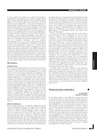 en zonas amplias, por ejemplo en un infarto de miocardio, o
regionalmente en un órgano que ha sufrido toxicidad química,
como el túbulo proximal del riñón tras la administración de
HgCl2. Se ven afectadas amplias zonas del órgano, y las células
necróticas incitan rápidamente a una reacción inflamatoria, al
principio aguda y después crónica. Si el organismo sobrevive, en
muchos órganos siguen a la necrosis la eliminación de las células
muertas y la regeneración, por ejemplo en el hígado o en el riñón
después de una toxicidad química. La necrosis apoptótica, en
cambio, se desarrolla típicamente a nivel de células individuales, y
los detritos necróticos se forman en el interior de los fagocitos o
macrófagos o de las células parenquimales vecinas. Entre las
primeras manifestaciones de la necrosis celular están las interrup-
ciones de la continuidad de la membrana plasmática y la apari-
ción de densidades floculentas, que son proteínas
desnaturalizadas dentro de la matriz mitocondrial. En algunas
formas de lesión que inicialmente no interfieren la acumulación
de calcio en las mitocondrias, se observan en el interior de éstas
depósitos de fosfato de calcio. También se fragmentan de manera
análoga otros sistemas membranosos, como el RE, los lisosomas y
el aparato de Golgi. Al final, la cromatina del núcleo sufre una
lisis resultado del ataque de hidrolasas lisosómicas. Tras la muerte
celular, las hidrolasas lisosómicas desempeñan un papel impor-
tante en la eliminación de los detritos con el concurso de catep-
sinas, nucleolasas y lipasas, pues éstas tienen un pH ácido óptimo
y pueden sobrevivir al pH bajo de las células necróticas mientras
que otras enzimas celulares se han desnaturalizado y desactivado.
Mecanismos
Estímulo inicial
En el caso de las lesiones letales, las más comunes de las interac-
ciones iniciales que desembocan en muerte celular son las que
consisten en una interferencia del metabolismo de la energía,
como en el caso de la anoxia, la isquemia o los inhibidores de la
respiración, o en una glicólisis, como en el caso del cianuro de
potasio, el monóxido de carbono, yodo-acetatos, etc. Como se ha
señalado anteriormente, es característico que las dosis altas de
compuestos que inhiben el metabolismo de la energía desembo-
quen en oncosis. El otro tipo frecuente de lesión inicial que deriva
en muerte celular aguda es la modificación de la función de la
membrana plasmática (Trump y Arstila 1971; Trump, Berezesky
y Osornio-Vargas 1981). Puede consistir bien en un daño directo
con permeabilización, como en los casos de trauma o de activa-
ción del complejo C5b-C9 del complemento, bien en un daño
mecánico a la membrana celular, bien en la inhibición de la
bomba de sodio-potasio (Na+-K+) por glicóxidos como la
ouabaína. También producen lesión letal aguda ionóforos de
calcio como la ionomicina o el A23187, que transportan rápida-
mente [Ca2+] por el gradiente hasta la célula. En algunos casos, la
alteración preletal sigue la pauta de la apoptosis; en otros, la de la
oncosis.
Rutas de señalización
En muchos tipos de lesión se ven afectadas rápidamente la respi-
ración y la fosforilación oxidativa en las mitocondrias. En algunas
células, ello estimula la glicolisis anaeróbica, que es capaz de
mantener el ATP, el cual sin embargo se inhibe cuando las
lesiones son numerosas. La falta de ATP tiene como resultado
que no se aporta energía a diversos e importantes procesos
homeostáticos, sobre todo al control de la homeostasis iónica
intracelular (Trump y Berezesky 1992; Trump, Berezesky y Osor-
nio-Vargas 1981). Ello hace que aumente rápidamente el [Ca2+]i,
y el incremento de [Na+] y [Cl-] hace que la célula se hinche. El
aumento de [Ca2+]i activa otros mecanismos de señalización que
examinaremos más adelante, entre ellos una serie de quinasas, lo
que puede provocar un incremento de la transcripción de genes
inmediatos. El aumento del [Ca2+]i modifica asimismo la función
citoesquelética, con formación de vesículas y activación de endo-
nucleasas, proteasas y fosfolipasas. Parece que éstas desencadenan
muchos de los importantes efectos que hemos visto anterior-
mente, como el daño a la membrana por activación de las
proteasas y lipasas, la degradación directa del ADN por activa-
ción de las endonucleasas y la activación de quinasas como la
MAP quinasa y la calmodulina quinasa, que actúan como
factores de transcripción.
Gracias a los numerosos trabajos dedicados al desarrollo en
los invertebrados C. elegans y Drosophila, así como en células
humanas y animales, se ha identificado una serie de genes
“promuerte”. Se ha comprobado asimismo que algunos de esos
genes de invertebrados tienen análogos en los mamíferos. El gen
ced-3, por ejemplo, que es esencial para la muerte celular
programada en C. elegans,, presenta actividad proteásica y una
marcada homología con la enzima convertidora de interleucinas
(ICE) de los mamíferos. Recientemente se ha descubierto un gen
muy relacionado con aquel, llamado apopaína o prICE, en el
que la homología es aún mayor (Nicholson y cols. 1995). En la
Drosophila parece que el gen “cosechador” interviene en una
señal que conduce a la muerte celular programada. Otros genes
“promuerte” son la proteína de la membrana Fas y el p53,
importante gen supresor de tumores que está ampliamente
conservado. El p53 se induce al nivel proteico una vez que el
ADN ha resultado dañado, y al fosforilarse actúa como factor de
transcripción para otros genes como el gadd45 y el waf-1, que
intervienen en la señalización de la muerte celular. Parece que
intervienen asimismo en algunos sistemas otros genes inmedia-
tos-tempranos como c-fos, c-jun y c-myc.
Al mismo tiempo hay genes “antimuerte” cuya función es
aparentemente la de contrarrestar a los genes “promuerte”. El
primero que se identificó de este grupo fue el ced-9 en C. elegans,
que es homólogo del bcl-2 de los humanos. Esos genes actúan de
una manera que aún desconocemos para impedir que toxinas
genéticas o químicas maten a las células. Algunos datos recientes
indican que el bcl-2 puede actuar como antioxidante. Se están
dedicando hoy muchos esfuerzos a tratar de conocer los genes
que intervienen y a encontrar la forma de activarlos o inhibirlos
según los casos.
•
TOXICOLOGIA GENETICA
TOXICOLOGIA GENETICA
R. Rita Misra
y Michael P. Waalkes
La toxicología genética es, por definición, el estudio de la forma
en que agentes químicos o físicos afectan al complejo proceso de
la herencia. Las sustancias químicas genotóxicas son compuestos
capaces de modificar el material hereditario de las células vivas.
La probabilidad de que una determinada sustancia cause un
daño genético depende inevitablemente de diversas variables,
como el nivel de exposición del organismo a la sustancia, la distri-
bución y retención de ésta una vez que ha penetrado en el
cuerpo, la eficiencia de los sistemas de activación metabólica y/o
detoxificación en los tejidos diana y la reactividad de la sustancia
o de sus metabolitos con macromoléculas críticas de las células.
La probabilidad de que el daño genético produzca una enfer-
medad depende en última instancia de la naturaleza del daño, la
capacidad que posee la célula de reparar o amplificar el daño
genético, la oportunidad de expresar cualquier alteración que se
haya inducido y la capacidad del cuerpo de reconocer y suprimir
la multiplicación de células aberrantes.
ENCICLOPEDIA DE SALUD Y SEGURIDAD EN EL TRABAJO 33.35 TOXICOLOGIA GENETICA 33.35
HERRAMIENTAS Y ENFOQUES
33.
TOXICOLOGIA
 