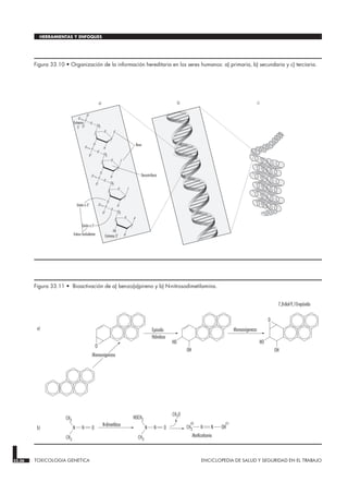 33.36 TOXICOLOGIA GENETICA ENCICLOPEDIA DE SALUD Y SEGURIDAD EN EL TRABAJO
HERRAMIENTAS Y ENFOQUES
O
H
CH2
G
P
O
O
O-
O-
O
H
CH2
C
O
P
O
O
O-
O
H
CH2
T
O
P
O
O
O-
O
H
CH2
A
O
OH
P
O
O
O-
Base
Desoxirribosa
Unión a 3'
Enlace fosfodiéster
Unión a 5'
Extremo 3'
Extremo
5'
a) b) c)
Figura 33.10 • Organización de la información hereditaria en los seres humanos: a) primaria, b) secundaria y c) terciaria.
Epóxido
Hidrolasa
HO HO
OH OH
Monooxigenasa
Monooxigenasa
O
O
CH3
CH3
N N O
HOCH2
CH3
N N O
N-dimetilasa CH3 N N OH
a)
b)
CH20
Metilcarbonio
7,8-diol-9,10-epóxido
Figura 33.11 • Bioactivación de a) benzo(a)pireno y b) N-nitrosodimetilamina.
 