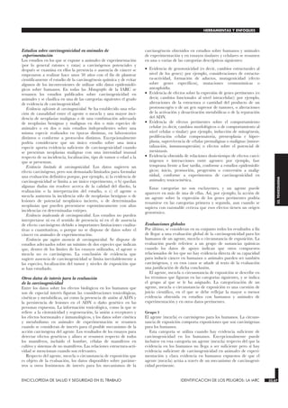Estudios sobre carcinogenicidad en animales de
experimentación
Los estudios en los que se expone a animales de experimentación
(por lo general ratones y ratas) a carcinógenos potenciales y
después se examina en ellos la presencia o ausencia de cáncer se
empezaron a realizar hace unos 50 años con el fin de plantear
científicamente el estudio de la carcinogénesis química y de evitar
algunos de los inconvenientes de utilizar sólo datos epidemioló-
gicos sobre humanos. En todas las Monographs de la IARC se
resumen los estudios publicados sobre carcinogenicidad en
animales y se clasifica en una de las categorías siguientes el grado
de evidencia de carcinogenicidad:
Evidencia suficiente de carcinogenicidad. Se ha establecido una rela-
ción de causalidad entre el agente o mezcla y una mayor inci-
dencia de neoplasias malignas o de una combinación adecuada
de neoplasias benignas y malignas en dos o más especies de
animales o en dos o más estudios independientes sobre una
misma especie realizados en épocas distintas, en laboratorios
distintos o conforme a protocolos distintos. Excepcionalmente
podría considerarse que un único estudio sobre una única
especie aporta evidencia suficiente de carcinogenicidad cuando
se presentan neoplasias malignas con una intensidad inusual
respecto de su incidencia, localización, tipo de tumor o edad a la
que se presentan.
Evidencia limitada de carcinogenicidad. Los datos sugieren un
efecto carcinógeno, pero son demasiado limitados para formular
una evaluación definitiva porque, por ejemplo, a) la evidencia de
carcinogenicidad se limita a un único experimento, o b) quedan
algunas dudas sin resolver acerca de la calidad del diseño, la
realización o la interpretación del estudio, o c) el agente o
mezcla aumenta la incidencia sólo de neoplasias benignas o de
lesiones de potencial neoplásico incierto, o de determinadas
neoplasias que pueden presentarse espontáneamente con altas
incidencias en determinadas estirpes.
Evidencia inadecuada de carcinogenicidad. Los estudios no pueden
interpretarse ni en el sentido de presencia ni en el de ausencia
de efecto carcinógeno debido a importantes limitaciones cualita-
tivas o cuantitativas, o porque no se dispone de datos sobre el
cáncer en animales de experimentación.
Evidencia que sugiere ausencia de carcinogenicidad. Se dispone de
estudios adecuados sobre un mínimo de dos especies que indican
que, dentro de los límites de los ensayos utilizados, el agente o
mezcla no es carcinógeno. La conclusión de evidencia que
sugiere ausencia de carcinogenicidad se limita inevitablemente a
las especies, localización del tumor y niveles de exposición que
se han estudiado.
Otros datos de interés para la evaluación
de la carcinogenicidad
Entre los datos sobre los efectos biológicos en los humanos que
son de especial interés figuran las consideraciones toxicológicas,
cinéticas y metabólicas, así como la presencia de unión al ADN y
la persistencia de lesiones en el ADN o daño genético en las
personas expuestas. La información toxicológica, como la que se
refiere a la citotoxicidad y regeneración, la unión a receptores y
los efectos hormonales e inmunológicos, y los datos sobre cinética
y metabolismo en animales de experimentación se resumen
cuando se consideran de interés para el posible mecanismo de la
acción carcinógena del agente. Los resultados de los ensayos para
detectar efectos genéticos y afines se resumen respecto de todos
los mamíferos, incluido el hombre, células de mamíferos en
cultivo y sistemas de no mamíferos. Las relaciones estructura-acti-
vidad se mencionan cuando son relevantes.
Respecto del agente, mezcla o circunstancia de exposición que
es objeto de la evaluación, los datos disponibles sobre paráme-
tros u otros fenómenos de interés para los mecanismos de la
carcinogénesis obtenidos en estudios sobre humanos y animales
de experimentación y en ensayos tisulares y celulares se resumen
en una o varias de las categorías descriptivas siguientes:
• Evidencia de genotoxicidad (es decir, cambios estructurales al
nivel de los genes): por ejemplo, consideraciones de estructu-
ra-actividad, formación de aductos, mutagenicidad (efecto
sobre genes específicos), mutaciones cromosómicas o
aneuploidía.
• Evidencia de efectos sobre la expresión de genes pertinentes (es
decir, cambios funcionales al nivel intracelular): por ejemplo,
alteraciones de la estructura o cantidad del producto de un
protooncogén o de un gen supresor de tumores, o alteraciones
de la activación y desactivación metabólicas o de la reparación
del ADN.
• Evidencia de efectos pertinentes sobre el comportamiento
celular (es decir, cambios morfológicos o de comportamiento al
nivel celular o tisular): por ejemplo, inducción de mitogénesis,
proliferación celular compensatoria, preneoplasia e hiper-
plasia, supervivencia de células premalignas o malignas (inmor-
talización, inmunosupresión) o efectos sobre el potencial de
metástasis.
• Evidencia obtenida de relaciones dosis-tiempo de efectos carci-
nógenos e interacciones entre agentes: por ejemplo, fase
temprana frente a fase tardía, conforme a estudios epidemioló-
gicos; inicio, promoción, progresión o conversión a malig-
nidad, conforme a experimentos de carcinogenicidad en
animales; toxicocinética.
Estas categorías no son excluyentes, y un agente puede
aparecer en más de una de ellas. Así, por ejemplo, la acción de
un agente sobre la expresión de los genes pertinentes podría
resumirse en las categorías primera y segunda, aun cuando se
supiera con razonable certeza que esos efectos tienen un origen
genotóxico.
Evaluaciones globales
Por último, se consideran en su conjunto todos los resultados a fin
de llegar a una evaluación global de la carcinogenicidad para los
humanos de un agente, mezcla o circunstancia de exposición. La
evaluación puede referirse a un grupo de sustancias químicas
cuando los datos de apoyo indican que otros compuestos
relacionados de los que no hay evidencia directa de su capacidad
para inducir cáncer en humanos o animales pueden ser también
carcinógenos, y en esos casos se añade al texto de la evaluación
una justificación de dicha conclusión.
El agente, mezcla o circunstancia de exposición se describe en
los términos que figuran en las categorías siguientes, y se indica
el grupo al que se le ha asignado. La categorización de un
agente, mezcla o circunstancia de exposición es una cuestión de
juicio científico, en el que se debe reflejar la mayor o menor
evidencia obtenida en estudios con humanos y animales de
experimentación y en otros datos pertinentes.
Grupo 1
El agente (mezcla) es carcinógeno para los humanos. La circuns-
tancia de exposición comporta exposiciones que son carcinógenas
para los humanos.
Esta categoría se utiliza cuando hay evidencia suficiente de
carcinogenicidad en los humanos. Excepcionalmente puede
incluirse en esta categoría un agente (mezcla) respecto del que la
evidencia en los humanos no llega a ser suficiente pero sí hay
evidencia suficiente de carcinogenicidad en animales de experi-
mentación y clara evidencia en humanos expuestos de que el
agente (mezcla) actúa a través de un mecanismo de carcinogeni-
cidad pertinente.
ENCICLOPEDIA DE SALUD Y SEGURIDAD EN EL TRABAJO 33.67 IDENTIFICACION DE LOS PELIGROS: LA IARC 33.67
HERRAMIENTAS Y ENFOQUES
33.
TOXICOLOGIA
 