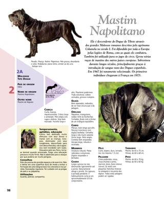 CABEÇA
Curta, maciça,
impressionante. Crânio largo
e achatado. Pele ampla com
rugas e dobras. Stop bem
marcado. Focinho largo e
alto. Maxilares poderosos.
Trufa volumosa. Lábios
carnudos, grossos e amplos.
OLHOS
Bem separados, redondos,
de cor mais escura que a da
pelagem.
ORELHAS
Pequenas, triangulares,
caídas rente às bochechas.
Cortadas, ficam com a forma
de um triângulo eqüilátero.
CORPO
Maciço, mais longo que alto.
Pescoço troncônico com
duplas barbelas. Cernelha
larga e não muito saliente.
Dorso largo. Peito amplo.
Costelas bem arqueadas.
Garupa larga, robusta e
inclinada.
MEMBROS
Ossatura robusta. Patas
redondas e volumosas.
Dígitos arqueados e
fechados.
CAUDA
Larga e grossa na raiz,
diminuindo ligeiramente até
a ponta. Naturalmente
atinge o jarrete. Em repouso,
é portada pendente. É
habitualmente corta-se em
aproximadamente 2/3 do
comprimento.
PÊLO
Curto, áspero, duro, cerrado,
liso (no máximo 1.5 cm).
PELAGEM
Cores preferidas: cinza,
cinza-chumbo e preto,
marrom, fulvo, fulvo intenso
(cervo), às vezes com
pequenas manchas brancas
no antepeito e na ponta dos
dígitos. Todas estas pelagens
podem ser rajadas.
TAMANHO
Macho: de 65 a 75 cm.
Fêmea: de 60 a 68 cm.
PESO
Macho: de 60 a 70 kg.
Fêmea: de 50 a 60 kg.
Temperamento,
aptidões, educação
Calmo, leal, dedicado, muito
afetuoso com seus donos e
manso com as crianças. Cora-
joso, dominador com seus
congêneres, desconfiado para
comdesconhecidos,nãoéagres-
sivo nem mordedor sem razão.
Dissuasivo pelo seu físico, torna-
se temível quando provocado. Exige uma educação
precoce e muito firme. Não é adestrado para o ataque
por que poderia ser muito perigoso.
Conselhos
Este cão precisa de grandes espaços e de exercício. Não
o deitar em uma superfície dura de modo a evitar a
formação de calos desgraciosos nos cotovelos e nos jar-
retes. Escovações regulares. Ter cuidado com as pregas
da pele e as pálpebras.
Utilizações
Guarda, policial, companhia.
Pesado. Maciço. Nobre. Majestoso. Pele grossa, abundante
e solta. Andaduras: passo lento, similar ao do urso.
Galope raro.
Mastim
Napolitano
Ele é descendente do Dogue do Tibete através
dos grandes Molossos romanos descritos pelo agrônomo
Columela no século I. Foi difundido por toda a Europa
pelas legiões de Roma, com as quais ele combateu.
Também foi utilizado para os jogos do circo. Gerou várias
raças de mastins dos outros países europeus. Sobreviveu
durante longos séculos, principalmente graças à
introdução de sangue novo dos Dogues espanhóis.
Em 1947 foi novamente selecionado. Os primeiros
indivíduos chegaram à França em 1975.
98
2
2A
MOLOSSOS
TIPO DOGUE
PAÍS DE ORIGEM
Itália
NOME DE ORIGEM
Mastino Napoletano
OUTRO NOME
Mastim de Nápoles
Raças gigantes
de 45 a 90 kg
 