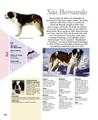 CABEÇA
Poderosa e imponente.
Crânio largo, ligeiramente
arqueado. Stop marcado.
Cana nasal reto. Focinho
curto. Trufa larga.
OLHOS
Muito grandes, de cor
marrom escuro a avelã. Orla
das pálpebras pigmentada.
ORELHAS
De tamanho médio, de
inserção alta, triangulares
e pendentes.
CORPO
Imponente. Pescoço
poderoso. Cernelha bem
marcada. Costelas
arqueadas. Dorso largo.
Parte traseira bem
desenvolvida.
MEMBROS
Coxas poderosas e
musculosas. Patas largas,
retas, fechadas e firmes,
fortemente arqueadas.
Ergots nos membros
posteriores tolerados.
CAUDA
Longa, pesada, pendente,
alcançando o jarrete.
PÊLO
Duas variedades:
- Pêlo curto, denso, liso, bem
assentado e áspero. Subpêlo
abundante.
- Pêlo longo, liso. Subpêlo
abundante. Culotes, franjas
nos membros anteriores,
cauda tufosa. Pêlo curto na
face e nas orelhas.
PELAGEM
Branca com áreas mais ou
menos importantes de cor
vermelho acastanhado. O
vermelho acastanhado
rajado é admitido. Marcas
encarvoadas na cabeça são
procuradas. Marcas brancas:
no antepeito, na nuca, nas
patas, na extremidade da
cauda, lista e faixa no
focinho.
TAMANHO
Macho: no mínimo 70 cm.
Fêmea: no mínimo 65 cm.
PESO
De 55 a 100 kg.
Temperamento,
aptidões, educação
Sossegado, calmo, manso,
amável, sociável, de uma
devoção sem limites e ado-
rando as crianças.
Desconfiado para com os
estranhos, pode ser agres-
sivo se as circunstâncias o
exigirem. Requer uma
educação firme.
Conselhos
Este cão exige muito espaço e longos passeios diários.
Escovação enérgica todos os dias. Suporta mal o calor.
Utilizações
Guarda, salvamento em montanha, companhia.
Pesado. Poderoso. Harmonioso.
102
2
2B
MOLOSSOS
TIPO MONTANHÊS
PAÍS DE ORIGEM
Suíça
NOMES DE ORIGEM
Bernhardiner
St Bernardshund
OUTRO NOME
Cão do São Bernardo
São Bernardo
Ele descenderia dos Molossos da Antigüidade, que
atravessaram os Alpes com as legiões romanas. Suas origens
datam do século XVII, na Suíça, no sanatório do
Grande São Bernardo, fundado na Idade média,
onde os monges o adestraram. Foi ali que sua reputação
de socorrista de montanha se forjou. O mais célebre dos
São Bernardos, Barry, nascido em 1800, salvou 40 pessoas
em 10 anos. Antes de 1830, o São Bernardo tinha o pêlo
curto. Foi cruzado com o Terra-Nova. Assim surgiu
a variedade de pêlo longo, a mais difundida. Após ter
sido denominado “Cão de montanha”, “Mastiff alpino”
e “Cão-Barry”, seu nome de São Bernardo foi oficializado
em 1880. O Clube suíço foi fundado na Basiléia em 1884.
Seu padrão foi estabelecido em Berna em 1887.
Raças gigantes
de 45 a 90 kg
 