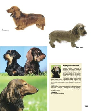 Temperamento, aptidões,
educação
Robusto, corajoso e resistente, o
Dachshund nem sempre apresenta
bom temperamento. Independente,
morde facilmente, lutador e domi-
nante em relação aos outros cães,
ladrador e portanto um cão de guar-
da e de aviso. Afetuoso, alegre, mas
possessivo e muitas vezes ciumento.
O Dachshund de pêlo curto é o mais
vivo, o de pêlo duro o mais rústico e o mais caçador. O de
pêlo longo é o mais calmo. Na verdade, qualquer Dachshund
deve receber, desde pequeno, uma educação firme mas com
doçura.
Conselhos
Adapta-se bem à cidade, especialmente o Dachshund de pêlo
longo, mas o exercício é indispensável para seu equilíbrio.
Escovação e penteados em especial para as variedades de pêlo
duro e pêlo longo.
Utilização
Caça, guarda e companhia.
149
PELO LONGO
PÊLO DURO
 