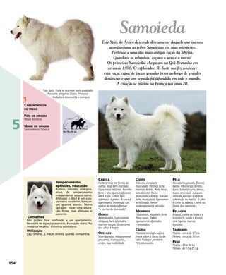 CABEÇA
Forte. Crânio em forma de
cunha. Stop bem marcado.
Cana nasal retilínea. Focinho
forte e alto, que vai afilando
até à trufa. Lábios bem
apertados e pretos. A boca é
ligeiramente levantada nos
cantos de modo a formar
“o sorriso de Samoieda”.
OLHOS
Amendoados, ligeiramente
oblíquos, bem afastados,
marrom escuro. O contorno
dos olhos é negro.
ORELHAS
Inseridas alto, relativamente
pequenas, triangulares,
eretas, boa mobilidade.
CORPO
Robusto, compacto
musculado. Pescoço forte
mantido direito. Peito largo,
bem descido. Dorso
musculado e direito. Garupa
forte, musculada, ligeiramen-
te inclinada. Ventre
moderadamente retraído.
MEMBROS
Musculosos, esqueleto forte.
Patas ovais. Dedos
ligeiramente afastados
e arqueados.
CAUDA
Mantida enrolada para a
frente sobre o dorso ou de
lado. Pode ser pendente.
Pêlo abundante.
PÊLO
Abundante, pesado, flexível,
denso. Pêlo longo, direito,
duro. Subpelo curto, denso,
macio e serrado. Juba em
volta do pescoço e ombros,
sobretudo no macho. O pêlo
é curto na cabeça e parte da
frente dos membros .
PELAGEM
Branco, creme ou branco e
biscoito (o fundo é branco
com ligeiras marcas
biscoito).
TAMANHO
Macho : cerca de 57 cm
Fêmea: cerca de 53 cm
PESO
Macho : 20 a 30 kg
Fêmea: de 17 a 25 kg
Temperamento,
aptidões, educação
Rústico, robusto, enérgico,
ativo, de temperamento
independente, seguro, calmo.
Afetuoso e dócil é um com-
panheiro excelente. Sabe ser
um guarda atento. Muito
ladrador. Exige uma educa-
ção firme, mas afetuosa e
paciente.
Conselhos
Não poderá ficar confinado a um apartamento.
Necessita de espaço e exercício. Escovação diária. Na
mudança de pêlo, trimming quotidiano.
Utilização
Caça (morsa…), tração (trenó), guarda, companhia.
Tipo Spitz. Pode se inscrever num quadrado.
Possante, elegante. Digno. Trotador.
Andadura desenvolta e enérgica.
Samoieda
Este Spitz do Ártico descende diretamente daquele que outrora
acompanhava as tribos Samoiedas em suas migrações.
Pertence a uma das mais antigas raças da Sibéria.
Guardava os rebanhos, caçava o urso e a morsa.
Os primeiros Samoiedas chegaram na Grã-Bretanha em
cerca de 1890. O explorador, R. Scott nos fez conhecer
esta raça, capaz de puxar grandes pesos ao longo de grandes
distâncias e que em seguida foi difundida em todo o mundo.
A criação se iniciou na França nos anos 20.
154
5
1
CÃES NÓRDICOS
DE TRENÓ
PAÍS DE ORIGEM
Países Nórdicos
NOME DE ORIGEM
Samoiedskaïa Sabaka
De 10 a 45 kg
 