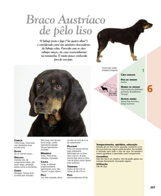 CABEÇA
Crânio largo. Cana nasal
reta. Bochechas secas.
Focinho forte.
OLHOS
De cor marrom escuro.
ORELHAS
Inseridas alto, de
comprimento médio, não
muito largas, pendendo
planas contra as bochechas.
CORPO
Alongado. Pescoço forte.
Cernelha bem marcado.
Peito largo, bem descido.
Dorso longo. Lombo
ligeiramente elevado.
Garupa ligeiramente
inclinada.
MEMBROS
Fortes. Patas fortes,
redondas, arqueadas.
CAUDA
Longa, se afilando
progressivamente,
ligeiramente curva. Tipo
“Escova” na face inferior.
PÊLO
Liso, bem acamado, denso,
cerrado, de cerca de 2 cm
de comprimento.
PELAGEM
Preto com poucas marcas
fogo nitidamente
delimitadas de cor fulvo
claro a escuro. As duas
marcas fogo sobre os olhos
(cão de quatro olhos) devem
estar presentes.
TAMANHO
Macho: de 50 a 56 cm.
Fêmea: de 48 a 54 cm.
PESO
Aproximadamente 20 kg.
Temperamento, aptidões, educação
Dotado de um faro muito apurado, excelente corre-
dor, com boa voz, segue a pista da lebre. Na verdade,
é utilizado para todo o tipo de caça. De tempera-
mento agradável, é apreciado como companheiro.
Conselhos
Este cão não é um citadino. Tem de poder gastar sua
energia diariamente. Escovação regular.
Utilização
Cão de caça.
Construção sólida.
Andadura elegante.
Braco Austríaco
de pêlo liso
O Sabujo preto e fogo (“de quatro olhos”)
é considerado como um autêntico descendente
do Sabujo celta. Parecido com os cães
sabujos suíços, ele caça essencialmente
na montanha. É muito pouco conhecido
fora de seu país.
207
6
1
CÃES SABUJOS
PAÍS DE ORIGEM
Áustria
NOMES DE ORIGEM
Osterreishissche Glatthaari-
ge Bracke, Brandlbracke
Vieraugl
OUTROS NOMES
Sabujo fogo Austríaco,
Sabujo austríaco
Raças médias
de 10 a 25 kg
 