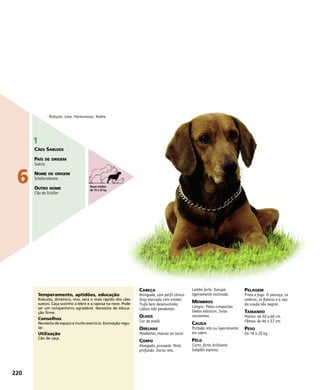 CABEÇA
Alongada, com perfil cônico.
Stop marcado com nitidez.
Trufa bem desenvolvida.
Lábios não pendentes.
OLHOS
Cor de avelã.
ORELHAS
Pendentes, macias ao tocar.
CORPO
Alongado, possante. Peito
profundo. Dorso reto.
Lombo forte. Garupa
ligeiramente inclinada.
MEMBROS
Longos. Patas compactas.
Dedos elásticos. Solas
resistentes.
CAUDA
Portada reta ou ligeiramente
em sabre.
PÊLO
Curto, forte, brilhante.
Subpêlo espesso.
PELAGEM
Preta e fogo. O pescoço, os
ombros, os flancos e a raiz
da cauda são negras.
TAMANHO
Macho: de 50 a 60 cm.
Fêmea: de 46 a 57 cm.
PESO
De 18 a 25 kg.
Temperamento, aptidões, educação
Robusto, dinâmico, vivo, será o mais rápido dos cães
suecos. Caça sozinho a lebre e a raposa na neve. Pode
ser um companheiro agradável. Necessita de educa-
ção firme.
Conselhos
Necessita de espaço e muito exercício. Escovação regu-
lar.
Utilização
Cão de caça.
Robusto. Leve. Harmonioso. Nobre.
220
6
1
CÃES SABUJOS
PAÍS DE ORIGEM
Suécia
NOME DE ORIGEM
Schillerstövare
OUTRO NOME
Cão de Schiller
Raças médias
de 10 a 25 kg
 