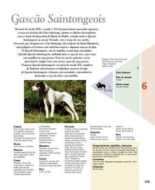 CABEÇA
Seca e longa. Crânio estrei-
to, arqueado. Stop pouco
marcado. Cana nasal forte,
ligeiramente
encurtada. Bochechas secas.
Trufa bem desenvolvida.
OLHOS
Ovais, escuros, castanhos.
ORELHAS
Inseridas abaixo da linha dos
olhos, longas, finas, enrola-
das, pendentes.
CORPO
Alongado. Pescoço de
comprimento e espessura
média, ligeiramente
arqueado, pouca barbela.
Peito profundo e largo.
Costelas ligeiramente
arredondadas.
Dorso bem compacto.
Lombo muito
vigoroso, ligeiramente
abobadado. Garupa
de boa largura,
horizontal. Flanco
bastante longo.
MEMBROS
Possantes, ossatura forte.
Patas ovais pouco
alongadas. Dedos cerrados.
Unhas pretas.
CAUDA
Fortemente inserida, bem
afilada na extremidade,
portada em lâmina de sabre.
PÊLO
Curto, cerrado.
PELAGEM
O fundo é branco, manchada
de preto, por vezes
salpicada. Duas manchas
pretas estão geralmente
dispostas de cada lado da
cabeça, cobrindo as orelhas,
envolvendo os olhos e
parando nas bochechas.
Estas, são de cor fogo,
preferencialmente pálido.
Duas marcas fogo colocadas
sobre a arcada superciliar
dão o aspecto de “quatro
olhos”. Também se
encontram vestígios de fogo
na face interna da orelha e
em malhas ao longo dos
membros. Por vezes, no
fundo da coxa há uma
mancha folha morta,
denominada de “marca de
cabrito montês”.
TAMANHO
Grande:
macho: de 65 a 72 cm.
Fêmea: de 62 a 68 cm.
Pequeno:
macho: de 52 a 58 cm.
Fêmea: de 50 a 56 cm.
PESO
Grande: cerca de 35 kg.
Pequeno: cerca de 25 Kg.
Temperamento, aptidões, educação
Cão de ordem por excelência, de faro apurado, dota-
do de boa voz de urrador, de grande velocidade, é
considerado como o melhor caçador de lebre. Cão
polivalente, também é utilizado para a caça grossa.
Necessita de autoridade firme.
Conselhos
Vive em canil. Necessita de espaço e exercício. Esco-
vação regular.
Utilização
Cão de caça.
Elegante. Forte. Bem construído.
Pele branca com manchas
negras. Andadura
regular e fácil.
No meio do século XIX, o conde J. De Carayon-Latour querendo regenerar
a raça em declínio dos Cães Saintonge, juntou os últimos descendentes
com os Azuis da Gasconha do Barão de Ruble, criando assim o Gascão
Saintongeois ou cão de Virelade, com o nome de seu castelo.
Foi assim que desapareceu o Cão Saintonge, descendente do Santo-Humberto,
cuja pelagem era branca com manchas negras e algumas marcas de fogo.
O Gascão-Saintongeois, cão de matilha, inclui duas variedades:
- Grande Gascão Saintongeois, utilizado para a caça de tiro, e por vezes
com matilha na caça grossa. Está em via de extinção e serve
para inserir sangue novo com outras raças de caça grossa.
- Pequeno Gascão-Saintongeois: no início do século XX, criadores
do Sudoeste selecionaram os indivíduos menores do tipo
do Gascão-Saintongeois e fixaram esta variedade, especialmente
destinada à caça da lebre com matilha.
Gascão Saintongeois
239
6
1
CÃES SABUJOS
PAÍS DE ORIGEM
França
OUTRO NOME
Cão de Virelade
De 10 a 45 kg
 