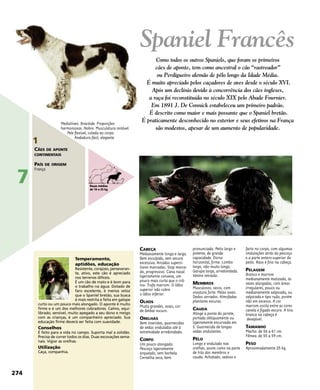 CABEÇA
Medianamente longa e larga.
Bem esculpida, sem secura
excessiva. Arcadas superci-
liares marcadas. Stop marca-
do, progressivo. Cana nasal
ligeiramente convexa, um
pouco mais curta que o crâ-
nio. Trufa marrom. O lábio
superior não cobre
o lábio inferior.
OLHOS
Muito grandes, ovais, cor
de âmbar escuro.
ORELHAS
Bem inseridas, guarnecidas
de sedas onduladas até à
extremidade arredondada.
CORPO
Um pouco alongado.
Pescoço ligeiramente
arqueado, sem barbela.
Cernelha seca, bem
pronunciada. Peito largo e
potente, de grande
capacidade. Dorso
horizontal, firme. Lombo
largo, não muito longo.
Garupa larga, arredondada.
Ventre retraído.
MEMBROS
Musculosos, secos, com
ossatura forte. Patas ovais.
Dedos cerrados. Almofadas
plantares escuras.
CAUDA
Atinge a ponta do jarrete,
portada obliquamente ou
ligeiramente encurvada em
S. Guarnecida de longas
sedas ondulantes.
PÊLO
Longo e ondulado nas
orelhas, assim como na parte
de trás dos membros e
cauda. Achatado, sedoso e
farto no corpo, com algumas
ondulações atrás do pescoço
e a parte antero-superior do
peito. Raso e fino na cabeça.
PELAGEM
Branco e marrom
medianamente matizado, às
vezes alargadas, com áreas
irregulares, pouco ou
medianamente salpicada, ou
salpicada e tipo ruão, porém
não em excesso. A cor
marrom oscila entre as cores
canela e fígado escuro. A tira
branca na cabeça é
desejável.
TAMANHO
Macho: de 56 a 61 cm.
Fêmea: de 55 a 59 cm.
PESO
Aproximadamente 25 kg.
Temperamento,
aptidões, educação
Resistente, corajoso, perseveran-
te, ativo, este cão é apreciado
nos terrenos difíceis.
É um cão de mato e é bom para
o trabalho na água. Dotado de
faro excelente, é menos veloz
que o Spaniel bretão, sua busca
é mais restrita e feita em galope
curto ou um pouco mais alongado. O aponte é muito
firme e é um dos melhores cobradores. Calmo, equi-
librado, sensível, muito apegado a seu dono e meigo
com as crianças, é um companheiro apreciado. Sua
educação firme deverá ser feita com suavidade.
Conselhos
É feito para a vida no campo. Suporta mal a solidão.
Precisa de correr todos os dias. Duas escovações sema-
nais. Vigiar as orelhas.
Utilização
Caça, companhia.
Mediolíneo. Bracóide. Proporções
harmoniosas. Nobre. Musculatura notável.
Pele flexível, colada ao corpo.
Andadura fácil, elegante.
Spaniel Francês
Como todos os outros Spaniels, que foram os primeiros
cães de aponte, tem como ancestral o cão “rastreador”
ou Perdigueiro alemão de pêlo longo da Idade Média.
É muito apreciado pelos caçadores de aves desde o século XVI.
Após um declínio devido à concorrência dos cães ingleses,
a raça foi reconstituída no século XIX pelo Abade Fournier.
Em 1891 J. De Connick estabeleceu um primeiro padrão.
É descrito como maior e mais possante que o Spaniel bretão.
É praticamente desconhecido no exterior e seus efetivos na França
são modestos, apesar de um aumento de popularidade.
274
7
1
CÃES DE APONTE
CONTINENTAIS
PAÍS DE ORIGEM
França
Raças médias
de 10 a 25 kg
 