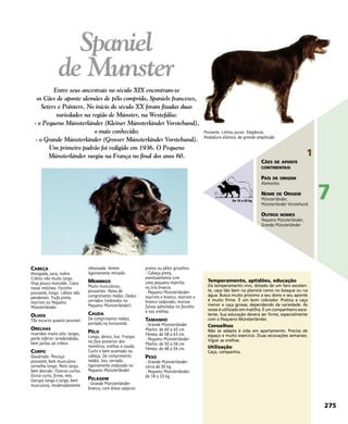 CABEÇA
Alongada, seca, nobre.
Crânio não muito largo.
Stop pouco marcado. Cana
nasal retilínea. Focinho
possante, longo. Lábios não
pendentes. Trufa preta;
marrom no Pequeno
Münsterländer.
OLHOS
Tão escuros quanto possível.
ORELHAS
Inseridas muito alto, largas,
parte inferior arredondada,
bem juntas ao crânio.
CORPO
Quadrado. Pescoço
possante, bem musculoso.
cernelha longa. Peito largo,
bem descido. Flancos curtos.
Dorso curto, firme, reto.
Garupa longa e larga, bem
musculosa, moderadamente
rebaixada. Ventre
ligeiramente retraído.
MEMBROS
Muito musculosos,
possantes. Patas de
comprimento médio. Dedos
cerrados (redondos no
Pequeno Münsterländer).
CAUDA
De comprimento médio,
portada na horizontal.
PÊLO
Longo, denso, liso. Franjas
na face posterior dos
membros, orelhas e cauda.
Curto e bem acamado na
cabeça. De comprimento
médio, liso, cerrado,
ligeiramente ondulado no
Pequeno Münsterländer.
PELAGEM
- Grande Münsterländer:
branco, com áreas salpicos
pretos ou pêlos grisalhos.
- Cabeça preta,
eventualmente com
uma pequena mancha
ou tira branca.
- Pequeno Münsterländer:
marrom e branco, marrom e
branco salpicado, marcas
fulvas admitidas no focinho
e nas orelhas.
TAMANHO
- Grande Münsterländer
Macho: de 60 a 65 cm.
Fêmea: de 58 a 63 cm.
- Pequeno Münsterländer
Macho: de 50 a 56 cm.
Fêmea: de 48 a 54 cm.
PESO
- Grande Münsterländer:
cerca de 30 kg.
- Pequeno Münsterländer:
de 18 a 23 kg.
Temperamento, aptidões, educação
De temperamento vivo, dotado de um faro excelen-
te, caça tão bem na planície como no bosque ou na
água. Busca muito próximo a seu dono e seu aponte
é muito firme. É um bom cobrador. Pratica a caça
menor e caça grossa, dependendo da variedade. Às
vezes é utilizado em matilha. É um companheiro exce-
lente. Sua educação deverá ser firme, especialmente
com o Pequeno Münsterländer.
Conselhos
Não se adapta à vida em apartamento. Precisa de
espaço e muito exercício. Duas escovações semanais.
Vigiar as orelhas.
Utilização
Caça, companhia.
Possante. Linhas puras. Elegância.
Andadura elástica, de grande amplitude.
Spaniel
de Munster
Entre seus ancestrais no século XIX encontram-se
os Cães de aponte alemães de pêlo comprido, Spaniels franceses,
Seters e Pointers. No início do século XX foram fixadas duas
variedades na região de Münster, na Westefália:
- o Pequeno Münsterländer (Kleiner Münsterländer Vorstehund),
o mais conhecido;
- o Grande Münsterländer (Grosser Münsterländer Vorstehund).
Um primeiro padrão foi redigido em 1936. O Pequeno
Münsterländer surgiu na França no final dos anos 60.
275
7
1
CÃES DE APONTE
CONTINENTAIS
PAÍS DE ORIGEM
Alemanha
NOME DE ORIGEM
Münsterländer,
Münsterländer Vorstehund
OUTROS NOMES
Pequeno Münsterländer,
Grande Münsterländer
De 10 a 45 kg
 