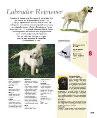 CABEÇA
Larga e redonda. Crânio
largo. Stop marcado.
Maxilares potentes.
Nariz largo.
OLHOS
De dimensão média, cor
de castanha ou avelã.
ORELHAS
Fixadas para trás, nem
grandes, nem pesadas,
tombadas.
CORPO
Potente. Formas do corpo
arredondadas. Pescoço
potente, limpo. Peito largo,
bem rebaixado com costelas
arqueadas em semicírculo.
Lombo curto, largo e potente.
MEMBROS
Musculosos, boa ossatura.
Patas redondas, compactas.
CAUDA
Muito grossa ao nascer, ela
se afina progressivamente
em direção à extremidade.
De comprimento médio,
em franjas mas recoberta
totalmente por um pêlo
curto, espesso, denso, que
produz um aspecto de
arredondamento descrito
pela expressão “cauda de
lontra”. Pode ser mantida
com elegância mas não deve
se recurvar sobre as costas.
PÊLO
Curto e denso, sem
ondulação, nem franjas.
Subpêlo resistente às
intempéries.
PELAGEM
Inteiramente preta,
amarela ou castanha
(fígado- chocolate). O
amarelo vai do creme
claro ao ruivo (da raposa).
Uma pequena mancha
branca é admitida no
peito.
TAMANHO
Macho: de 56 a 57 cm
Fêmea: de 54 a 56 cm.
PESO
De 25 a 30 kg.
Temperamento,
aptidões, educação
Muito ativo, ágil, seguro de si
mesmo, teimoso, esse cão é
dotado de um faro excepcional
(“Pointer dos Retrievers”!), nada
muito bem e é o rei dos Retrie-
vers. Ele sabe recolher toda a
caça tanto sobre a terra quanto
na água. Possuindo uma memó-
ria visual muito grande, ele tem
a capacidade de memorizar o ponto de queda de
vários pássaros. É um rastreador tenaz e bom fareja-
dor de sangue da caça ferida. Muito equilibrado,
nunca agressivo, o seu bom caráter o torna um agra-
dável cão de companhia. Sua educação exige firmeza
e suavidade.
Conselhos
Ele não suporta a solidão. Precisa de muitos exercícios
para manter o seu entusiasmo sob controle. Escovar
duas ou três vezes por semana. No período de mudan-
ça de pêlo escovar com almofaça.
Utilização
Cão de caça. Cão de utilidade: cão de assistência (guia
de cegos), farejador de drogas. Cão de companhia.
Fortemente constituído.
Aspecto desembaraçado.
Originário do Canadá, seria descendente do cão de Saint Jones
que vivia na ilha de Terra-Nova no século XVIII.
A raça foi definitivamente fixada no início do século XX
na Inglaterra para onde ele teria sido importado após cruzame-
tos, principalmente com o Pointer. Introduzido na França
desde 1896, em 1911 foi fundado o Retriever Club de France.
Os mais difundidos dos Retrievers deve sua popularidade
ao seu caráter excepcionalmente equilibrado,
e é o que explica que ele tenha se tornado,
antes de tudo, um animal de companhia.
Excepcional guia de cegos.
289
8
1
CÃES RECOLHEDORES
DE CAÇA
PAÍS DE ORIGEM
Grã-Bretanha
OUTRO NOMES
Labrador, Retriever do
Labrador, Cão de Saint
Jones
Labrador Retriever
Raças grandes
de 25 a 45 kg
 