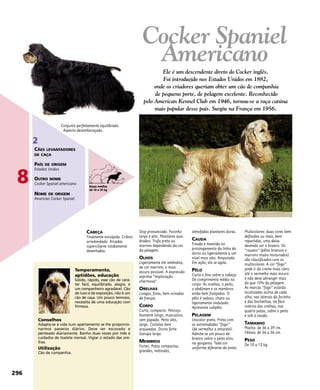 CABEÇA
Finamente esculpida. Crânio
arredondado. Arcadas
superciliares nitidamente
desenhadas.
Stop pronunciado. Focinho
largo e alto. Maxilares qua-
drados. Trufa preta ou
marrom dependendo da cor
da pelagem.
OLHOS
Ligeiramente em amêndoa,
de cor marrom, o mais
escuro possível. A expressão
exprime “imploração
charmosa”.
ORELHAS
Longas, finas, bem ornadas
de franjas.
CORPO
Curto, compacto. Pescoço
bastante longo, musculoso,
sem papada. Peito alto,
largo. Costelas bem
arqueadas. Dorso forte.
Garupa larga.
MEMBROS
Fortes. Patas compactas,
grandes, redondas,
almofadas plantares duras.
CAUDA
Fixada e mantida no
prolongamento da linha do
dorso ou ligeiramente a um
nível mais alto. Amputada.
Em ação, ela se agita.
PÊLO
Curto e fino sobre a cabeça.
De comprimento médio no
corpo. As orelhas, o peito,
o abdômen e os membros
estão bem franjados. O
pêlo é sedoso, chato ou
ligeiramente ondulado.
Apresenta subpêlo.
PELAGEM
Unicolor preta. Preta com
as extremidades “fogo”
(de vermelho a amarelo).
Admite-se um pouco de
branco sobre o peito e/ou
na garganta. Toda cor
uniforme diferente do preto.
Multicolores: duas cores bem
definidas ou mais, bem
repartidas, uma delas
devendo ser o branco. Os
“rouans” (pêlos brancos e
marrons muito misturados)
são classificados com os
multicolores. A cor “fogo”
pode ir do creme mais claro
até o vermelho mais escuro
e não deve abranger mais
do que 10% da pelagem.
As marcas “fogo” estarão
localizadas acima de cada
olho, nas laterais do focinho
e das bochechas, na face
interna das orelhas, nas
quatro patas, sobre o peito
e sob a cauda.
TAMANHO
Macho: de 36 a 39 cm.
Fêmea: de 34 a 36 cm.
PESO
De 10 a 13 kg.
Temperamento,
aptidões, educação
Sólido, rápido, esse cão de cará-
ter fácil, equilibrado, alegre, é
um companheiro agradável. Cão
de luxo e de exposição, não é um
cão de caça. Um pouco teimoso,
necessita de uma educação com
firmeza.
Conselhos
Adapta-se à vida num apartamento se lhe proporcio-
narmos passeios diários. Deve ser escovado e
penteado diariamente. Banho duas vezes por mês e
cuidados de toalete mensal. Vigiar o estado das ore-
lhas.
Utilização
Cão de companhia.
Conjunto perfeitamente equilibrado.
Aspecto desembaraçado.
Ele é um descendente direto do Cocker inglês.
Foi introduzido nos Estados Unidos em 1882,
onde os criadores queriam obter um cão de companhia
de pequeno porte, de pelagem excelente. Reconhecido
pelo American Kennel Club em 1946, tornou-se a raça canina
mais popular desse país. Surgiu na França em 1956.
296
8
2
CÃES LEVANTADORES
DE CAÇA
PAÍS DE ORIGEM
Estados Unidos
OUTRO NOME
Cocker Spaniel americano
NOME DE ORIGEM
American Cocker Spaniel
Cocker Spaniel
Americano
Raças médias
de 10 a 25 kg
 