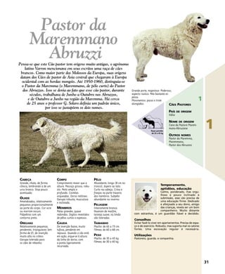 CABEÇA
Grande, chata, de forma
cônica, lembrando a de um
urso branco. Stop pouco
acentuado.
OLHOS
Amendoados, relativamente
pequenos proporcionalmente
ao porte do corpo. Cor ocre
ou marrom escuro.
Pálpebras com um
contorno preto.
ORELHAS
Relativamente pequenas,
pendentes, triangulares (em
forma de V), de inserção
muito alta no crânio.
Garupa tolerada para
os cães de rebanho.
CORPO
Comprimento maior que a
altura. Pescoço grosso, robu-
sto. Peito amplo e
profundo. Costelas
arqueadas. Dorso retilíneo.
Garupa robusta, musculosa
e inclinada.
MEMBROS
Patas grandes, quase
redondas. Dígitos revestidos
de pêlos curtos e espessos.
CAUDA
De inserção baixa, muito
tufosa, pendente em
repouso. Quando o cão está
em ação, ergue-se à altura
da linha do dorso, com
a ponta ligeiramente
recurvada.
PÊLO
Abundante, longo (8 cm no
tronco), áspero ao tato.
Curto na cabeça. Crina e
franjas na parte traseira
dos membros. Subpêlo
abundante no inverno.
PELAGEM
Inteiramente branca.
Nuances de marfim,
laranja suave, ou limão
são toleradas.
TAMANHO
Macho: de 65 a 73 cm.
Fêmea: de 60 a 68 cm.
PESO
Macho: de 35 a 45 kg.
Fêmea: de 30 a 40 kg.
Temperamento,
aptidões, educação
Calmo, ponderado, mas orgu-
lhoso e pouco inclinado à
submissão, esse cão precisa de
uma educação firme. Dedicado
e afeiçoado a seu dono, amigo
das crianças, revela ser um bom
companheiro. Muito distante
com estranhos, é um guardião fiável e decidido.
Conselhos
Evitar fazê-lo viver em apartamentos. Precisa de espa-
ço e de exercício. Robusto, mas suporta mal os calores
fortes. Uma escovação regular é necessária.
Utilizações
Pastoreio, guarda. e companhia.
Grande porte, majestoso. Poderoso,
aspecto rústico. Pele bastante es-
pessa.
Movimentos: passo e trote
alongados.
31
1
1
CÃES PASTORES
PAÍS DE ORIGEM
Itália
NOME DE ORIGEM
Cane da Pastore Marem-
mano-Abruzzese
OUTROS NOMES
Pastor da Maremma,
Maremmano,
Pastor dos Abruzzos
Pastor da
Maremmano
AbruzziPensa-se que este Cão pastor tem origens muito antigas, o agrônomo
latino Varron mencionava em seus escritos uma raça de cães
brancos. Como maior parte dos Molossos da Europa, suas origens
datam dos Cães de pastor de Ásia central que chegaram à Europa
ocidental com as hordas mongóis. Até 1950-1960, distinguia-se
o Pastor da Maremma (o Maremmano, de pêlo curto) do Pastor
dos Abruzzos. Isso se devia ao fato que esse cão pastor, durante
séculos, trabalhava de Junho a Outubro nos Abruzzos,
e de Outubro a Junho na região da Maremma. Há cerca
de 25 anos o professor G. Solaro definia um padrão único,
por isso se justapõem os dois nomes.
Raças grandes
de 25 a 45 kg
 