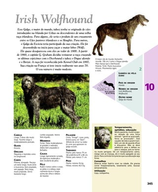 CABEÇA
Longa. Crânio não muito
largo. Focinho longo e
moderadamente pontudo.
OLHOS
Escuros.
ORELHAS
Pequenas e mantidas como
no Greyhound.
CORPO
Potente, alongado. Pescoço
um tanto longo, muito forte
e musculoso, bem arqueado,
sem papada. Peito largo,
muito profundo. Dorso
bastante longo.
Lombo arqueado. Ventre
bem erguido.
MEMBROS
Fortes. Patas moderadamen-
te grandes e redondas.
Dedos bem arqueados e
fechados.
CAUDA
Longa, ligeiramente curvada,
de espessura moderada e
bem recoberta de pêlos.
PÊLO
Rude e rústico sobre o corpo,
as patas e a cabeça, espe-
cialmente duros e longos
acima dos olhos e abaixo
do maxilar.
PELAGEM
Cinza, “bringé”, ruiva, preta,
branca pura, cor “faon”
(filhote de cervo) ou todas
as cores que aparecem no
galgo escocês.
TAMANHO
Macho: pelo menos 79 cm
(de preferência 81 a 86 cm.
Fêmea: pelo menos 71 cm.
PESO
Macho: mínimo 54 kg.
Fêmea: mínimo 40,5 kg.
Temperamento,
aptidões, educação
Muito paciente, muito corajo-
so, dotado de uma força
temível: “gentil se acariciado,
feroz se provocado”. Esse
caçador de lobo e javali é tam-
bém um cão de guarda eficaz
e dissuasivo. Não se deve
adestrá-lo para a defesa ou
para o ataque, pois se torna-
ria muito perigoso. De um temperamento calmo,
meigo com as crianças, ele é muito apegado ao seu
dono. Para controlá-lo é preciso que sua educação seja
firme.
Conselhos
Deve-se evitar fazê-lo viver na cidade. Ele precisa
correr freqüentemente, totalmente solto. Escovar
semanalmente.
Utilização
Caça, companhia.
O maior cão do mundo (tamanho
recorde: 106 cm.) como o Dogue alemão.
Mais maciço que o Deerhound.
Potente. Forte. Muito musculoso.
Hirsuto. Movimentos ágeis
e vivos.
Irish Wolfhound
Esse Galgo, o maior do mundo, talvez tenha se originado de cães
introduzidos na Irlanda por Celtas ou descendentes de uma velha
raça irlandesa. Para alguns, ele seria o produto de um cruzamento
entre os Cães pastores irlandeses e os Sloughis. Para outros,
o Galgo da Escócia teria participado da sua criação. Ele foi
desenvolvido no início para caçar e matar lobos (Wolf).
Ele quase desapareceu com eles ao redor de 1800. A partir
de 1860, o capitão G. Graham decidiu restaurar a raça cruzando
os últimos espécimes com o Deerhound e talvez o Dogue alemão
e o Borzoï. A raça foi reconhecida pelo Kennel Club em 1897.
Sua criação na França só teve início realmente nos anos 70.
O seu número é muito modesto.
345
10
2
LEBRÉIS DE PÊLO
DURO
PAÍS DE ORIGEM
Irlanda
NOMES DE ORIGEM
Irish Wolfhound,
Wolfhound
OUTRO NOME
Galgo da Irlanda
Raças gigantes
de 45 a 90 kg
 