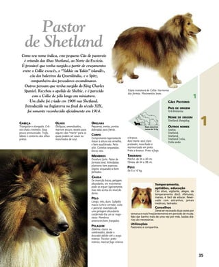 CABEÇA
Triangular e alongada. Crâ-
nio chato e estreito. Stop
pouco pronunciado. Trufa,
lábios e contorno dos olhos
pretos.
OLHOS
Oblíquos, amendoados,
marrom escuro, exceto para
alguns cães “merle” para os
quais podem ser azuis ou
manchados de azul.
ORELHAS
Pequenas, eretas, pontas
dobradas para frente.
CORPO
Comprimento ligeiramente
maior a altura na cernelha,
e bem equilibrado. Peito
alto. Costelas arqueadas.
Dorso reto.
MEMBROS
Ossatura forte. Patas de
formato oval. Almofadas
plantares bem espessas.
Dígitos arqueados e bem
fechados.
CAUDA
De inserção baixa, pelagem
abundante, em movimento
pode se erguer ligeiramente,
mas não acima do nível do
dorso.
PÊLO
Longo, reto, duro. Subpêlo
macio curto e cerrado. Juba
e peitoral revestidos de
uma pelagem abundante
conferindo-lhe um ar maje-
stoso. Membros
anteriores bem franjados.
PELAGEM
Zibelina: claros ou
sombreados, desde o
dourado pálido até o acaju
intenso. Tricolor: preto
intenso, marcas fogo intenso
e branco.
Azul merle: azul claro
prateado, manchado e
marmorizado em preto.
Preto e branco. Preto e fogo.
TAMANHO
Macho: de 36 a 40 cm.
Fêmea: de 34 a 38 cm.
PESO
De 5 a 10 kg.
Temperamento,
aptidões, educação
Cão ativo, vigilante, alegre, de
temperamento dócil. Afetuoso,
manso, é fácil de educar. Reser-
vado com estranhos, jamais
medroso, ladrador.
Conselhos
Deve ser escovado duas vezes por
semana e mais freqüentemente em período de muda.
Não dar banho mais de uma vez por mês. Saídas diá-
rias são necessárias.
Utilizações
Pastoreio e companhia.
Cópia miniatura do Collie. Harmonia
das formas. Movimentos leves.
35
1
1
CÃES PASTORES
PAÍS DE ORIGEM
Grã-Bretanha
NOME DE ORIGEM
Shetland Sheepdog
OUTROS NOMES
Sheltie,
Shetland,
Shetland,
Shetland Collie,
Collie anão
Pastor
de Shetland
Como seu nome indica, este pequeno Cão de pastoreio
é oriundo das ilhas Shetland, ao Norte da Escócia.
É provável que tenha surgido a partir de cruzamentos
entre o Collie escocês, o “Yakkie ou Yakin” islandês,
cão dos baleeiros da Groenlândia, e o Spitz,
companheiro dos pescadores escandinavos.
Outros pensam que tenha surgido do King Charles
Spaniel. Recebeu o apelido de Sheltie, e é parecido
com o Collie de pêlo longo em miniatura.
Um clube foi criado em 1908 nas Shetland.
Introduzido na Inglaterra no final do século XIX,
foi somente reconhecido oficialmente em 1914.
Raças pequenas
menos de 10 kg
 
