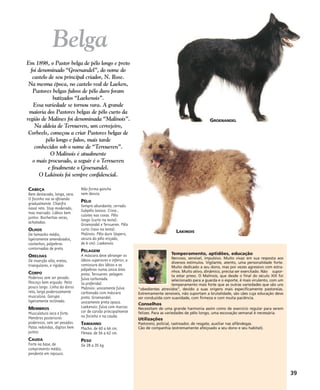 CABEÇA
Bem destacada, longa, seca.
O focinho vai se afinando
gradualmente. Chanfro
nasal reto. Stop moderado,
mas marcado. Lábios bem
juntos. Bochechas secas,
achatadas.
OLHOS
De tamanho médio,
ligeiramente amendoados,
castanhos, pálpebras
contornadas de preto.
ORELHAS
De inserção alta, eretas,
triangulares, e rígidas.
CORPO
Poderoso sem ser pesado.
Pescoço bem erguido. Peito
pouco largo. Linha do dorso
reta, larga poderosamente
musculosa. Garupa
ligeiramente inclinada.
MEMBROS
Musculatura seca e forte.
Membros posteriores
poderosos, sem ser pesados.
Patas redondas, dígitos bem
juntos
CAUDA
Forte na base, de
comprimento médio,
pendente em repouso.
Não forma gancho
nem desvia.
PÊLO
Sempre abundante, cerrado.
Subpêlo lanoso. Crina ,
culotes nas coxas. Pêlo
longo (curto na testa):
Groenandel e Tervueren. Pêlo
curto (raso na testa):
Malinois. Pêlo duro (áspero,
secura do pêlo eriçado,
de 6 cm): Laekenois.
PELAGEM
A máscara deve abranger os
lábios superiores e inferior, a
comissura dos lábios e as
pálpebras numa única área
preta. Tervueren: pelagem
fulva carbonada
(a preferida).
Malinois: unicamente fulva
carbonada com máscara
preta. Groenandel:
unicamente preta opaca.
Laekenois: fulva com marcas
cor de carvão principalmente
no focinho e na cauda.
TAMAHNO
Macho: de 60 a 66 cm.
Fêmea: de 56 a 62 cm.
PESO
De 28 a 35 kg.
Temperamento, aptidões, educação
Nervoso, sensível, impulsivo. Muito vivaz em sua resposta aos
diversos estímulos. Vigilante, atento, uma personalidade forte.
Muito dedicado a seu dono, mas por vezes agressivo com estra-
nhos. Muito ativo, dinâmico, precisa ser exercitado. Não supor-
ta estar preso. O Malinois, que desde o final do século XIX foi
selecionado para a guarda e o esporte, é mais virulento, com um
temperamento mais forte que as outras variedades que são uns
"obedientes atrevidos", devido a suas origens mais especificamente pastoreias.
Extremamente sensíveis, não suportam a brutalidade, são cães cuja educação deve
ser conduzida com suavidade, com firmeza e com muita paciência.
Conselhos
Necessitam de uma grande harmonia assim como de exercício regular para serem
felizes. Para as variedades de pêlo longo, uma escovação semanal é necessária.
Utilizações
Pastoreio, policial, rastreador, de resgate, auxiliar nas alfândegas.
Cão de companhia (extremamente afeiçoado a seu dono e seu habitat).
Em 1898, o Pastor belga de pêlo longo e preto
foi denominado “Groenandel”, do nome do
castelo de seu principal criador, N. Rose.
Na mesma época, no castelo real de Laeken,
Pastores belgas fulvos de pêlo duro foram
batizados “Laekenois”.
Essa variedade se tornou rara. A grande
maioria dos Pastores belgas de pêlo curto da
região de Malines foi denominada “Malinois”.
Na aldeia de Tervueren, um cervejeiro,
Corbeels, começou a criar Pastores belgas de
pêlo longo e fulvo, mais tarde
conhecidos sob o nome de “Tervueren”.
O Malinois é atualmente
o mais procurado, a seguir é o Tervueren
e finalmente o Groenandel.
O Lakinois foi sempre confidencial.
39
Belga
GROENANDEL
LAKINOIS
 