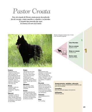 CABEÇA
Relativamente leve,
coniforme (comprimento
total da cabeça é de
aproximadamente 20 cm).
Arcadas superciliares não
desenvolvidas. Bochechas
arredondas. Vista no
conjunto a cabeça é seca.
Stop pouco marcado.
Cana nasal reta.
OLHOS
Castanhos a preto, de
tamanho médio,
amendoados. Pálpebras
escuras.
ORELHAS
Triangulares, eretas ou
semi-eretas, de largura
média, inseridas ligeiramen-
te laterais. As orelhas eretas
são desejáveis e não devem
ser encurtadas.
CORPO
Ligeiramente mais largo
que alto. Dorso curto,
musculoso, parte lombar
curta e bem musculoso.
Antepeito pouco
pronunciado. Costelas
arqueadas. Flancos cheios e
firmes. Garupa ligeiramente
oblíqua.
MEMBROS
Bem musculoso. Patas
pequenas, ligeiramente
alongadas.
CAUDA
Inserida moderadamente
alta, o pêlo é longo e tufoso.
Em repouso é portada baixa,
ao nível da linha do dorso.
Em alerta, é portada acima
da linha da cernelha.
PÊLO
Relativamente suave,
ondulado, ou encaracolado.
Nunca deve ser lanoso.
Curto na região facial da
cabeça, longo (de 7 a 14 cm)
no dorso. Franjas e culotes
nos membros. O subpêlo é
denso.
PELAGEM
O tom de fundo é preto.
Admitem-se certas marcas
brancas sob a garganta, no
antepeito e no peito. As
marcas brancas nos dígitos
ou nas patas são permitidas,
mas indesejáveis.
TAMANHO
Aproximadamente 40 a
50 cm
PESO
De 15 a 20 kg
Temperamento, aptidões, educação
Vivo, atento, corajoso, extremamente resistente, esse
cão é fácil de educar.
Conselhos
Esse cão precisa de espaço e de exercício.
Utilizações
Pastoreio, guarda.
Pastor Croata
Este cão oriundo do Oriente, praticamente desconhecido
fora de seu país, sempre guardou os rebanhos e as fazendas.
É provável que provenha das raças
de Pastores do norte da Croácia
Silhueta retangular. Ossatura leve. O trote
é seu movimento preferido
41
1
1
CÃES PASTORES
PAÍS DE ORIGEM
República Croata
NOME DE ORIGEM
Hrvatski Ovcar
OUTRO NOME
Pastor de Croácia
Raças médias
de 10 a 25 kg
 