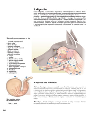 Enciclopédia do Cão