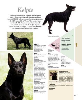 CABEÇA
Longa, estreita, cujo formato
se assemelha ao da raposa.
Crânio ligeiramente
arredondado. Stop
pronunciado. Lábios
juntos, nítidos.
OHOS
Amendoados, de cor marrom
acompanhando a cor da
pelagem.
ORELHAS
Eretas, afinadas nas
extemidades. Conchas finas.
O interior está bem
guarnecido de pêlos.
CORPO
Pescoço de comprimento
moderado, sem barbelas,
provido de uma importante
juba em forma de gravata.
Linha superior firme e
horizontal. Peito mais alto
que largo. Costelas bem
arqueadas. Flancos bem
descidos. Lombo forte e bem
musculado. Garupa um tanto
longa e inclinada.
MEMBROS
Musculatura desenvolvida.
Ossatura forte. Patas
redondas, fortes. Almofadas
plantares espessas. Dígitos
bem juntos e arqueados.
Unhas curtas e fortes.
CAUDA
Pendente, descrevendo uma
ligeira curva. Alcança o
jarrete.
Provida de um
bom pincel.
PÊLO
Cerrado, reto, duro, bem
achatado curto (2-3 cm).
Mais comprido na parte
inferior do corpo, atrás dos
membros. No pescoço o pêlo
lhe faz uma juba que se
estende em forma de
gravata. Subpêlo curto e
denso.
PELAGEM
Preta, preto fogo, vermelha,
chocolate
(marrom) e
azul fumo.
TAMANHO
Macho: de 46 a 51 cm.
Fêmea: de 43 a 48 cm.
PESO
11 a 20 kg.
Temperamento,
aptidões, educação
O kelpie é extremamente ativo,
cheio de zelo. É naturalmente
manso e dócil, de uma grande
fidelidade e de uma grande
dedicação. Possui uma aptidão
instintiva para o trabalho com
as ovelhas, esteja ele num
prado ou numa fazenda. Incansável no trabalho, sua
energia parece inesgotável.
Conselhos
Necessita de espaço e de exercício. Uma escovação
semanal chega.
Utilizações
Pastoreio.
Robusto. Substancial. Leve.
51
1
1
CÃES PASTORES
PAÍS DE ORIGEM
Austrália
NOME DE ORIGEM
Australian kelpie
OUTRO NOME
Kelpie australiano
Kelpie
Esta raça é provavelmente o fruto de um cruzamento
entre o Dingo, cão selvagem da Austrália, e o Pastor
escocês (Collie) de pêlo curto, desembarcado um pouco antes
de 1870. Seu apelido de “Kelpie” deve se dever a um
romance de R.L. Stevenson, no qual é mencionado
um demônio de rio denominado “Kelpie d’água”.
Pouco conhecido na Europa, é o pastor mais difundido
na Austrália assim como na Nova Zelândia.
Raças médias
de 10 a 25 kg
 