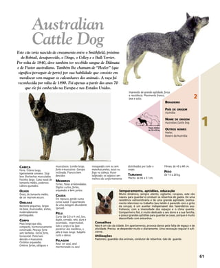 CABEÇA
Forte. Crânio largo,
ligeiramente convexo. Stop
leve. Bochechas musculadas.
Focinho largo. Cana nasal de
tamanho médio, poderoso.
Lábios ajustados.
OLHOS
Ovais, de tamanho médio,
de cor marrom escuro.
ORELHAS
Bastante pequenas, largas
na base, musculadas, eretas,
moderadamente
pontiagudas.
CORPO
Mais longo que alto,
compacto, harmoniosamente
construído. Pescoço forte
sem barbelas. Dorso forte,
horizontal. Peito bem
descido e musculoso.
Costelas arqueadas.
Ombros fortes, oblíquos e
musculosos. Lombo largo,
forte e musculoso. Garupa
inclinada. Flancos bem
descidos
MEMBROS
Fortes. Patas arredondadas.
Dígitos curtos, fortes,
arqueados e bem juntos.
CAUDA
Em repouso, pende numa
curva suave. É guarnecida
de uma pelagem abundante
(pincel).
PÊLO
Curto (de 2.5 a 4 cm), liso,
duplo, cerrado, reto, duro e
assentado, impermeável.
Sob o corpo e na face
posterior dos membros, o
pêlo é mais longo. Subpêlo
curto e denso.
PELAGEM
Azul: cor azul, azul
marmorizado ou azul
mosqueado com ou sem
manchas pretas, azuis ou
fogo na cabeça. Ruivo
salpicado: os salpicos ver-
melhos são uniformemente
distribuídos por todo o
corpo.
TAMANHO
Macho: de 46 a 51 cm.
Fêmea: de 43 a 48 cm.
PESO
De 15 a 20 kg.
Temperamento, aptidões, educação
Muito dinâmico, sempre atento, vigilante, corajoso, este cão
nasceu para guardar e conduzir os rebanhos de gados. De uma
resistência extraordinária e de uma grande agilidade, pratica-
mente silencioso no trabalho (seu latido é parecido com o grito
da coruja), é um auxiliar indispensável dos fazendeiros aus-
tralianos, com a imensidade dos espaços e o clima quente.
Companheiro fiel, é muito dedicado a seu dono e a sua família,
e possui grandes aptidões para guardar as casas, porque é muito
desconfiado com estranhos.
Conselhos
Não é um cão da cidade. Em apartamento, provoca danos pela falta de espaço e de
atividade. Precisa se despender muito e diariamente. Uma escovação regular é sufi-
ciente.
Utilizações
Pastoreio, guardião dos animais, condutor de rebanhos. Cão de guarda.
Impressão de grande agilidade, força
e resistência. Movimento franco,
leve e solto.
61
1
Australian
Cattle Dog
Este cão teria nascido do cruzamento entre o Smithfield, próximo
do Bobtail, desaparecido, o Dingo, o Colley e o Bull-Terrier.
Por volta de 1840, deve também ter recebido sangue de Dálmata
e de Pastor australiano. Também lhe chamam de “Heeler” (que
significa perseguir de perto) por sua habilidade que consiste em
mordiscar sem magoar os calcanhares dos animais. A raça foi
reconhecida por volta de 1890. Foi apenas a partir dos anos 70
que ele foi conhecido na Europa e nos Estados Unidos.
2
BOIADEIRO
PAÍS DE ORIGEM
Austrália
NOME DE ORIGEM
Australian Cattle Dog
OUTROS NOMES
Heeler,
Boieiro da Austrália
Raças médias
de 10 a 25 kg
 