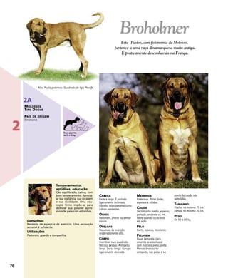 CABEÇA
Forte e larga. É portada
ligeiramente inclinada.
Focinho relativamente curto.
Lábios pendentes.
OLHOS
Redondos, pretos ou âmbar
escuro.
ORELHAS
Pequenas, de inserção
moderadamente alta.
CORPO
Inscritível num quadrado.
Pescoço pesado. Antepeito
largo. Dorso longo. Garupa
ligeiramente descaída .
MEMBROS
Poderosos. Patas fortes,
espessas e sólidas.
CAUDA
De tamanho médio, espessa,
portada pendente ou em
sabre quando o cão está
em ação.
PÊLO
Curto, espesso, resistente.
PELAGEM
Fulva (amarela clara,
amarela acastanhada)
com máscara preta; preta.
Marcas brancas no
antepeito, nas patas e na
ponta da cauda são
admitidas.
TAMANHO
Macho: no mínimo 75 cm.
Fêmea: no mínimo 70 cm.
PESO
De 50 a 60 kg.
Temperamento,
aptidões, educação
Cão equilibrado, calmo, com
bom temperamento. Aprecia-
se sua vigilância, sua coragem
e sua docilidade. Uma edu-
cação firme impõe-se para
dominar sua possível agres-
sividade para com estranhos.
Conselhos
Necessita de espaço e de exercício. Uma escovação
semanal é suficiente.
Utilizações
Pastoreio, guarda e companhia.
Alto. Muito poderoso. Quadrado de tipo Mastife
Broholmer
Este Pastor, com fisionomia de Molosso,
pertence a uma raça dinamarquesa muito antiga.
É praticamente desconhecido na França.
76
2
2A
MOLOSSOS
TIPO DOGUE
PAÍS DE ORIGEM
Dinamarca
Raças gigantes
de 45 a 90 kg
 
