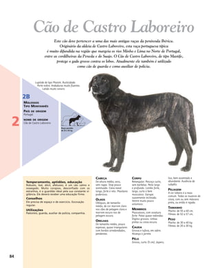CABEÇA
De altura média, seca,
sem rugas. Stop pouco
acentuado. Cana nasal
longo, forte e reto. Maxilares
poderosos.
OLHOS
Oblíquos, de tamanho
médio, de cor marrom claro
nos cães de pelagem clara e
marrom escuro nos de
pelagem escura.
ORELHAS
De tamanho médio, pouco
espessas, quase triangulares
com bordos arredondados,
pendentes.
CORPO
Retangular. Pescoço curto,
sem barbelas. Peito largo
e profundo. Lombo forte,
largo, curto e bem
musculoso. Garupa
suavemente inclinada.
Ventre muito pouco
volumoso.
MEMBROS
Musculosos, com ossatura
forte. Patas quase redondas.
Dígitos grossos. Unhas
pretas ou cinza escura.
CAUDA
Grossa e tufosa, em sabre.
Alcança o jarrete.
PÊLO
Grosso, curto (5 cm), áspero,
liso, bem assentado e
abundante. Ausência de
subpêlo.
PELAGEM
A cor lobeiro é a mais
comum. Todas as nuances de
cinza, com ou sem máscara
preta, ou então é rajada.
TAMANHO
Macho: de 55 a 60 cm.
Fêmea: de 52 a 57 cm.
PESO
Macho: de 30 a 40 kg.
Fêmea: de 20 a 30 kg.
Temperamento, aptidões, educação
Robusto, leal, dócil, afetuoso, é um cão calmo e
sossegado. Muito corajoso, desconfiado com os
estranhos, é o guardião ideal pela sua constante vi-
gilância. Ele deverá receber uma educação firme.
Conselhos
Ele precisa de espaço e de exercício. Escovação
regular.
Utilizações
Pastoreio, guarda, auxiliar de polícia, companhia.
Lupóide de tipo Mastim. Rusticidade.
Porte nobre. Andaduras muito fluentes.
Latido muito sonoro.
Cão de Castro Laboreiro
Este cão deve pertencer a uma das mais antigas raças da península Ibérica.
Originário da aldeia de Castro Laboreiro, esta raça portuguesa típica
é muito difundida na região que margeia os rios Minho e Lima no Norte de Portugal,
entre as cordilheiras da Peneda e do Suajo. O Cão de Castro Laboreiro, de tipo Mastife,
protege o gado grosso contra os lobos. Atualmente ele também é utilizado
como cão de guarda e como auxiliar de polícia.
84
2
2B
MOLOSSOS
TIPO MONTANHÊS
PAÍS DE ORIGEM
Portugal
NOME DE ORIGEM
Cão de Castro Laboreiro
Raças grandes
de 25 a 45 kg
 